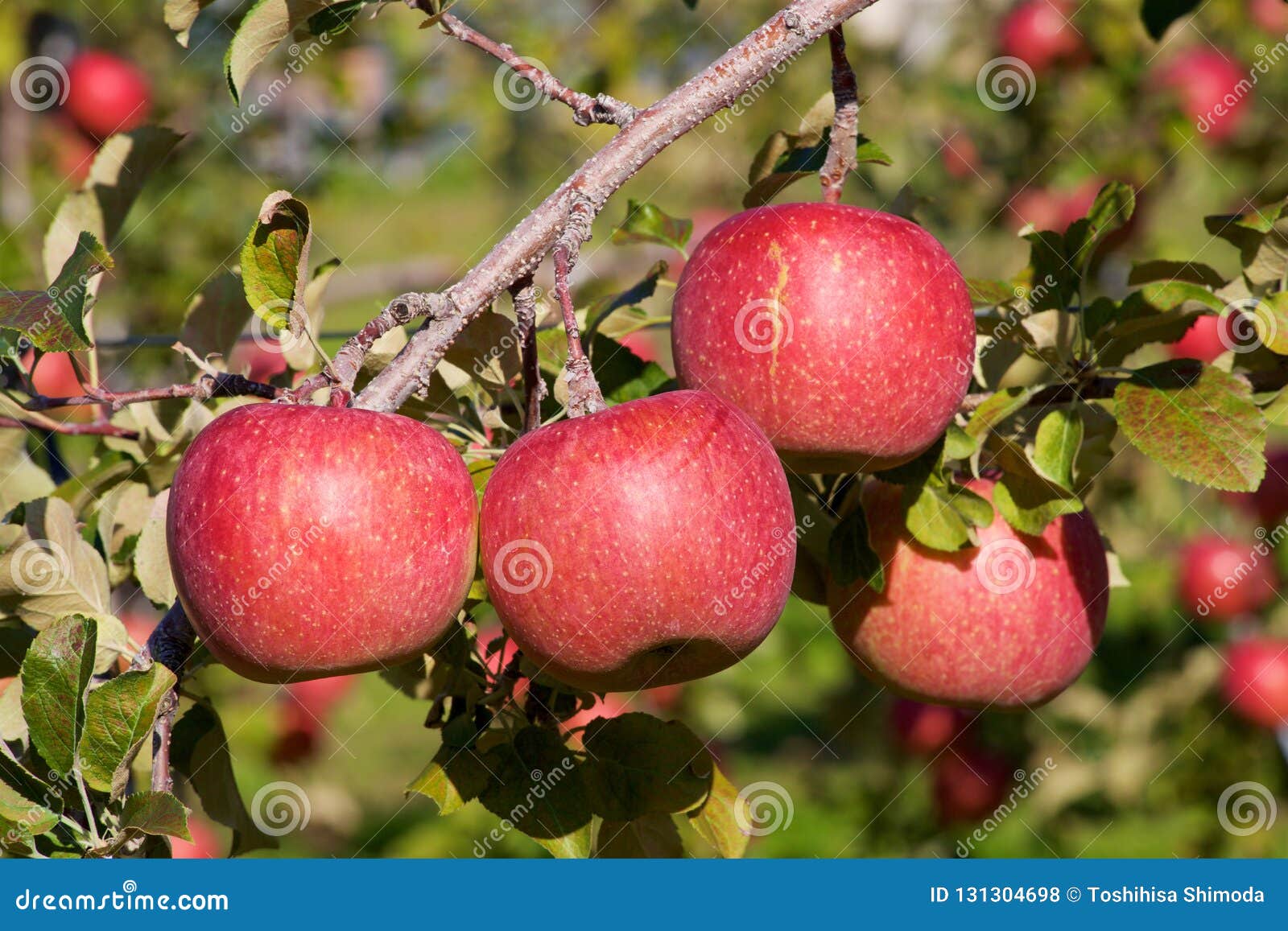 Fuji Apples in Japanese Orchard. Stock Photo Image of natural