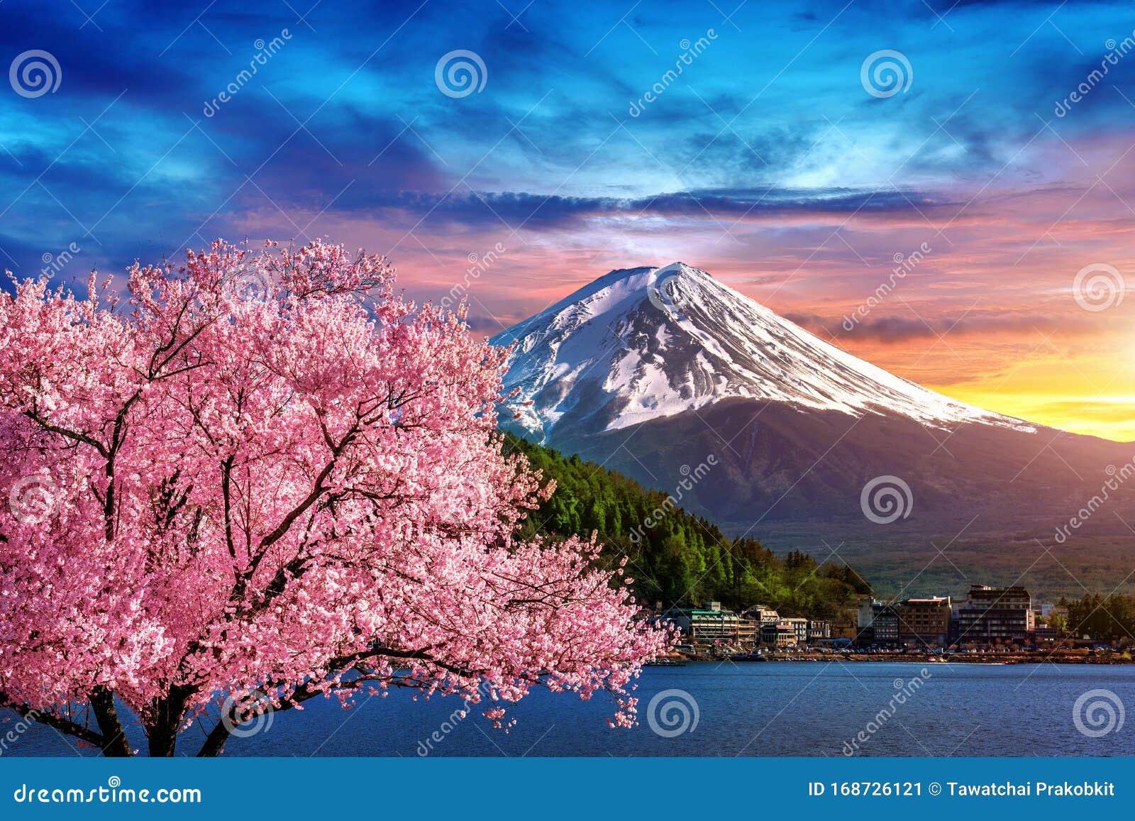 fuji mountain and cherry blossoms in spring, japan.