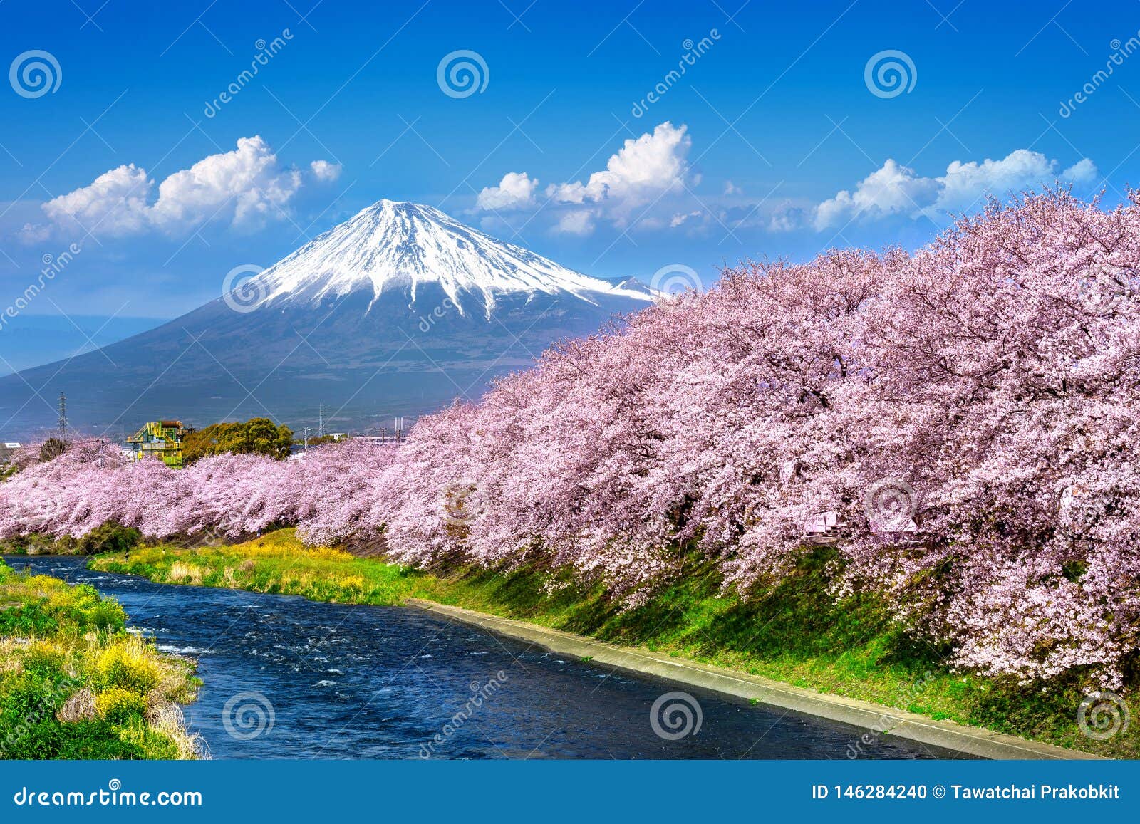 fuji mountains and  cherry blossoms in spring, japan
