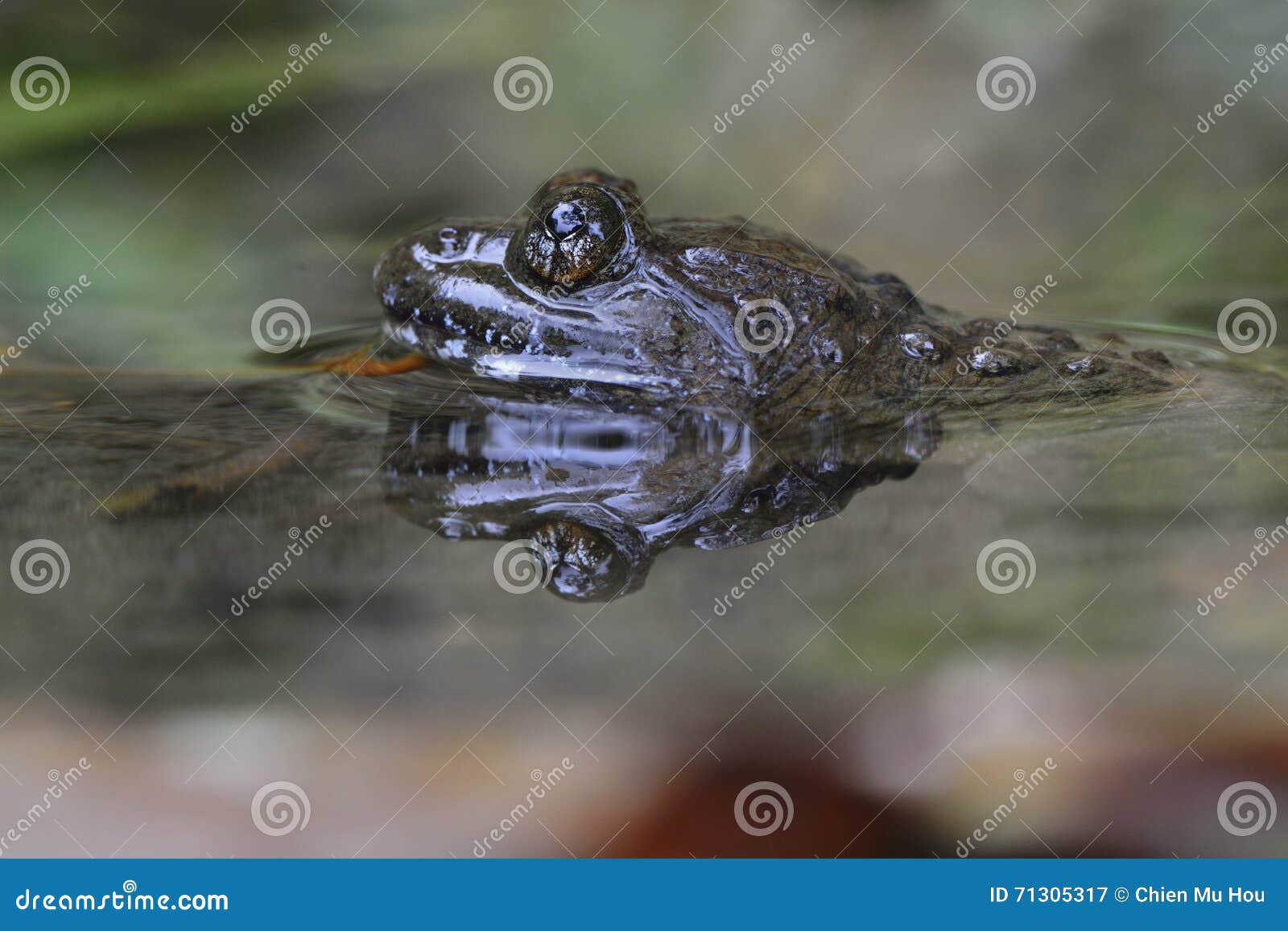 Largeheaded Wild Lizard. Insecteating Reptiles With Many Patterns On