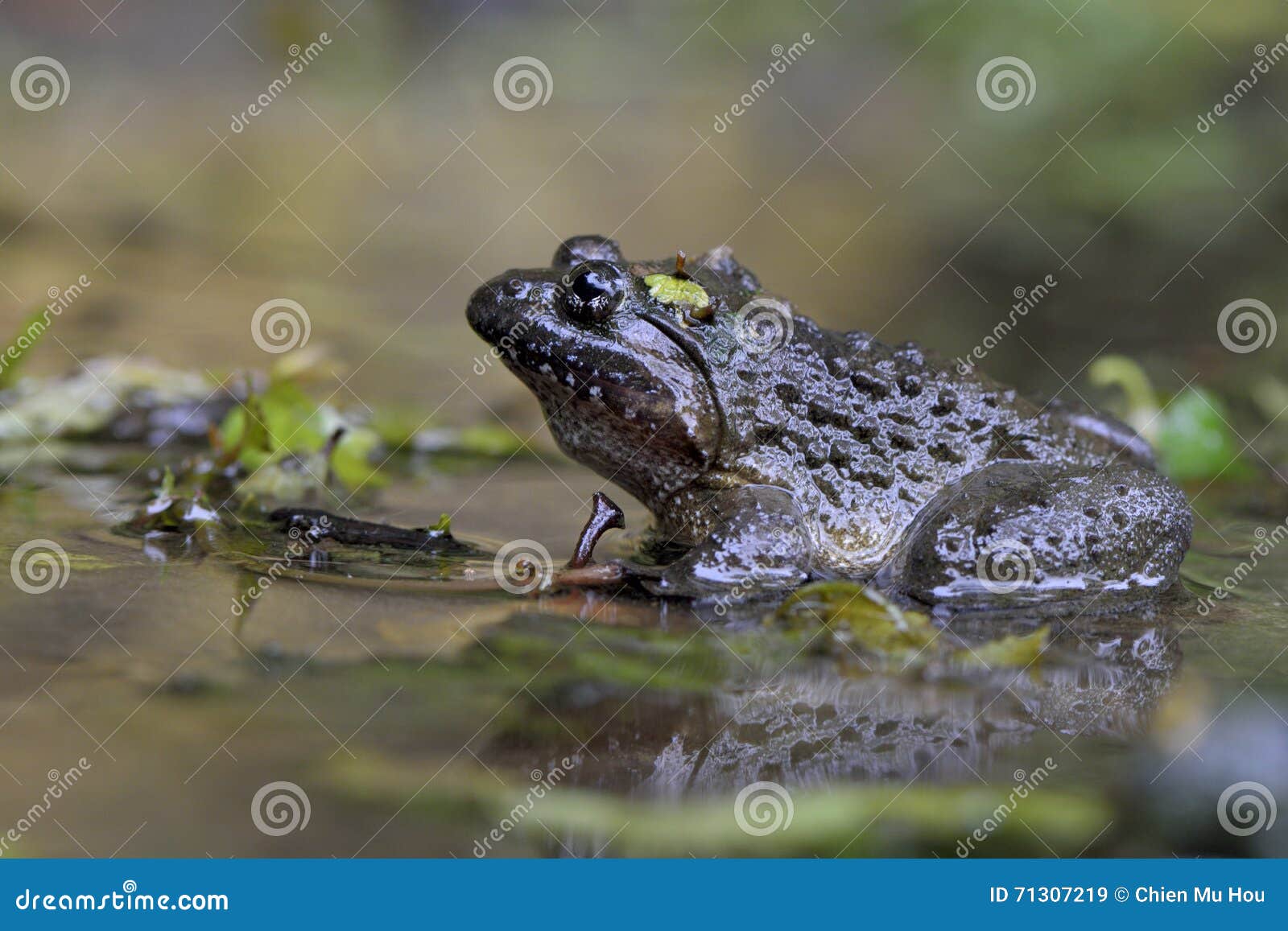 Largeheaded Wild Lizard. Insecteating Reptiles With Many Patterns On