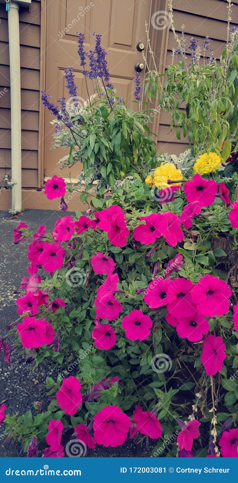 lavender, mums and morning glorys, oh my. glor
