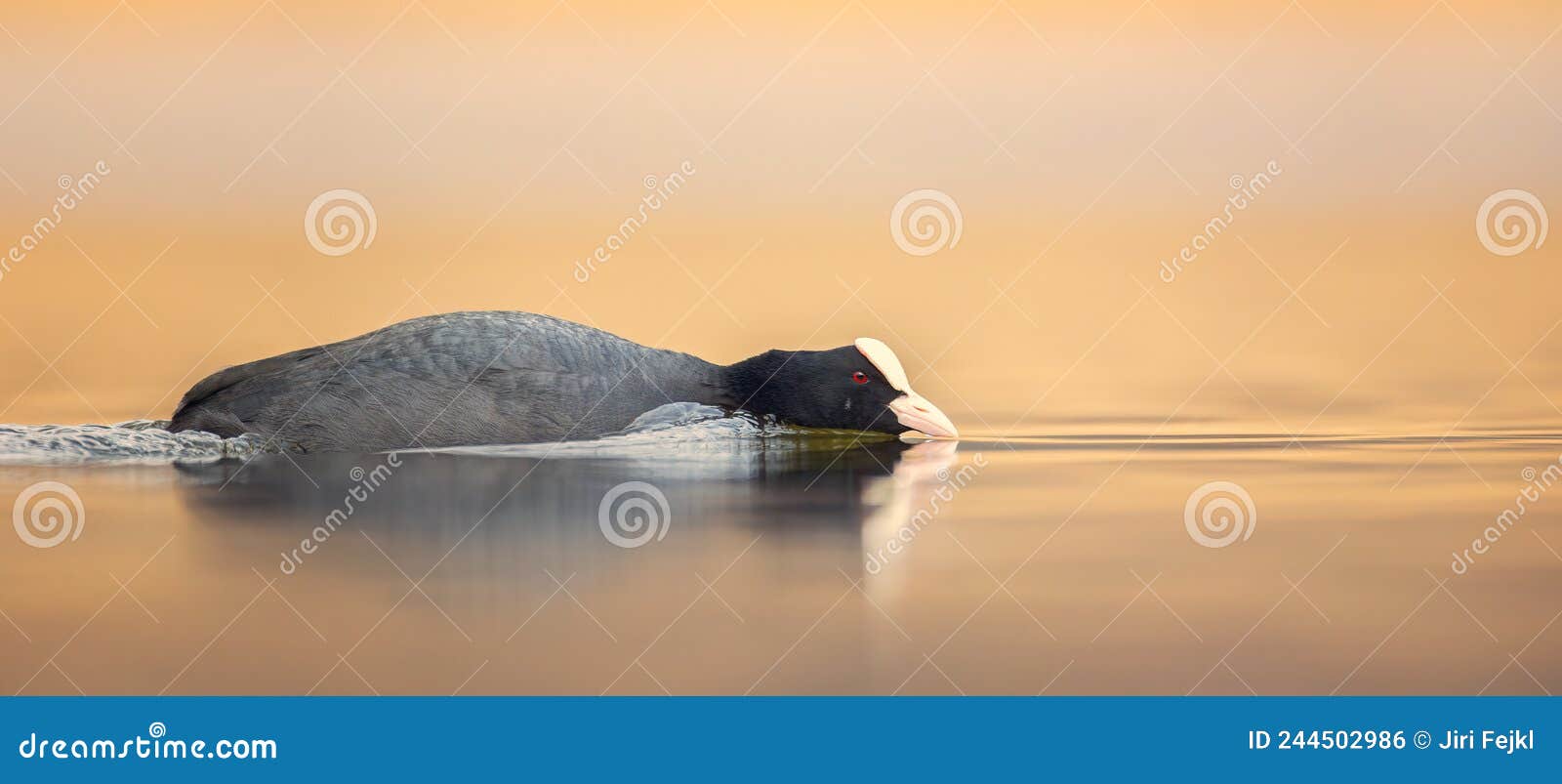 fulica atra floats on the water and looking for food
