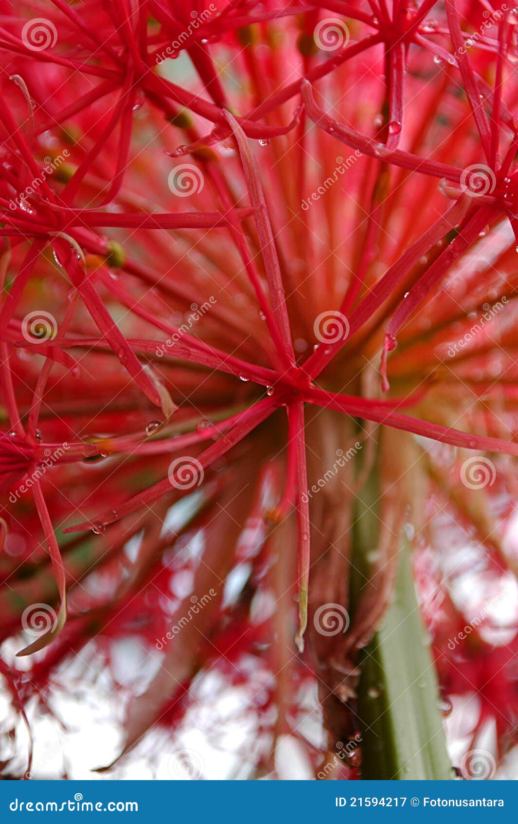 Full Bloom Bloody Lily Stock Image Image Of Flower Scadoxus