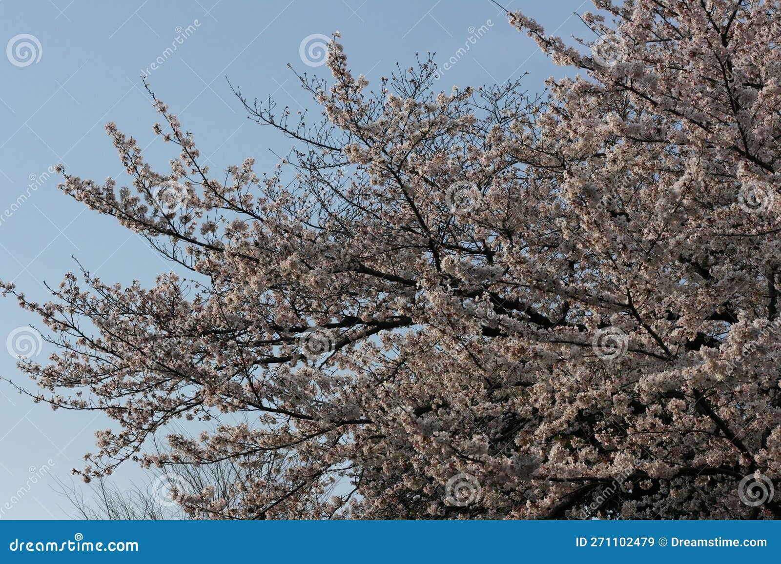 Full Bloom Japanese Cherry Blossoms and Sky Stock Image Image of