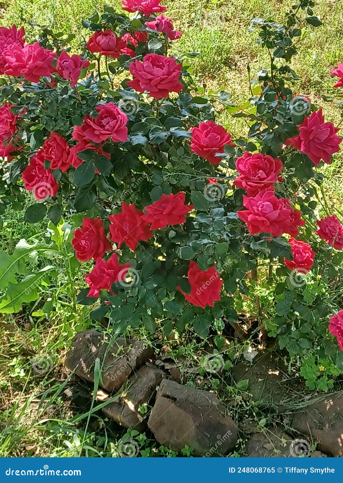 Full bloom knock out roses stock image. Image of bloom 248068765