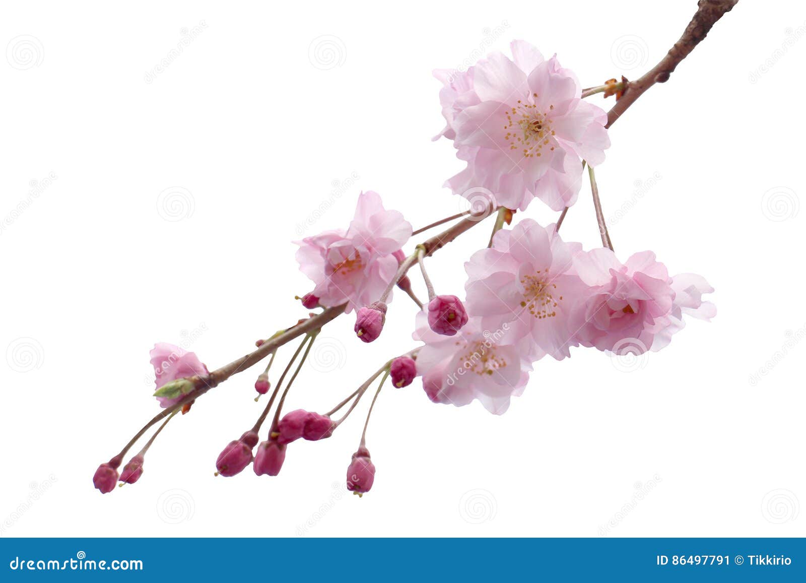 1,921,414 Flower Tree Stock Photos - Free & Royalty-Free Stock Photos from  Dreamstime