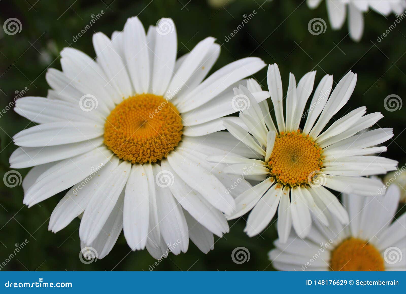Full Bloom Shasta Daisies in Mid Summer. Stock Image Image of full