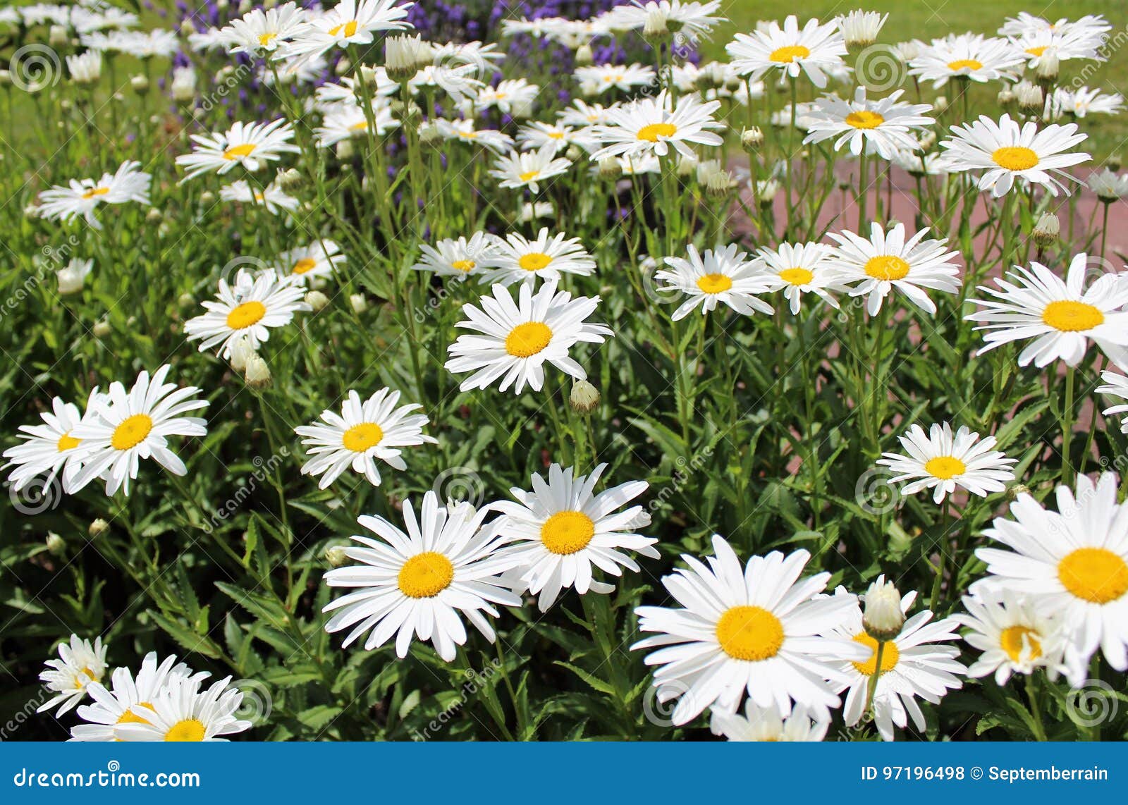 Full Bloom Shasta Daisies in Mid Summer Stock Photo Image of green