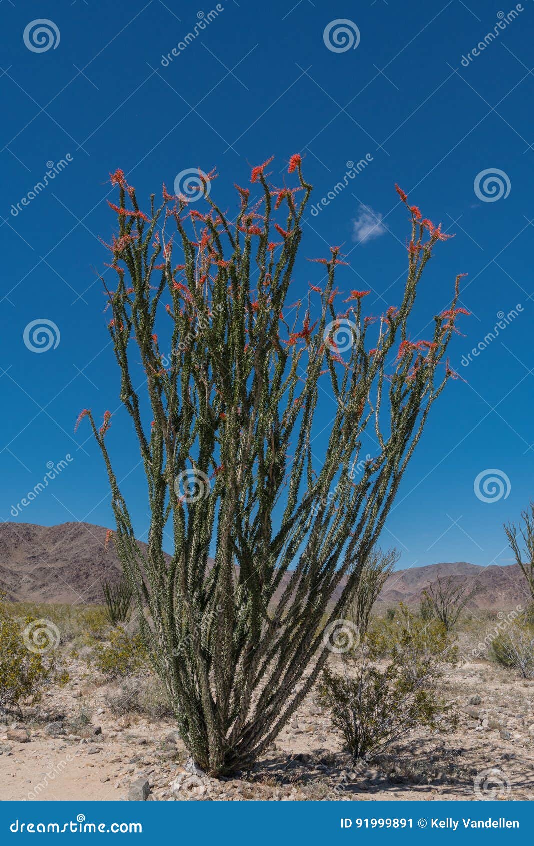 Full Blooming Ocotillo in Desert Stock Image Image of detail, bloom