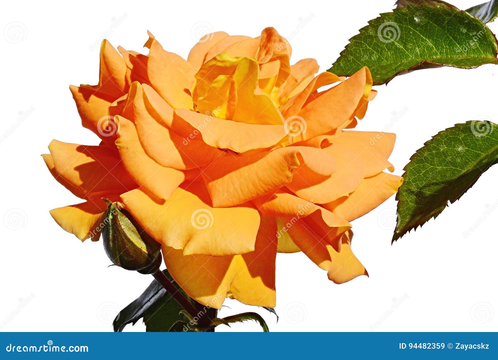 full blossoming light orange flower of rose goldelse, tantau 1999 on white background, jagged rose leaves visible