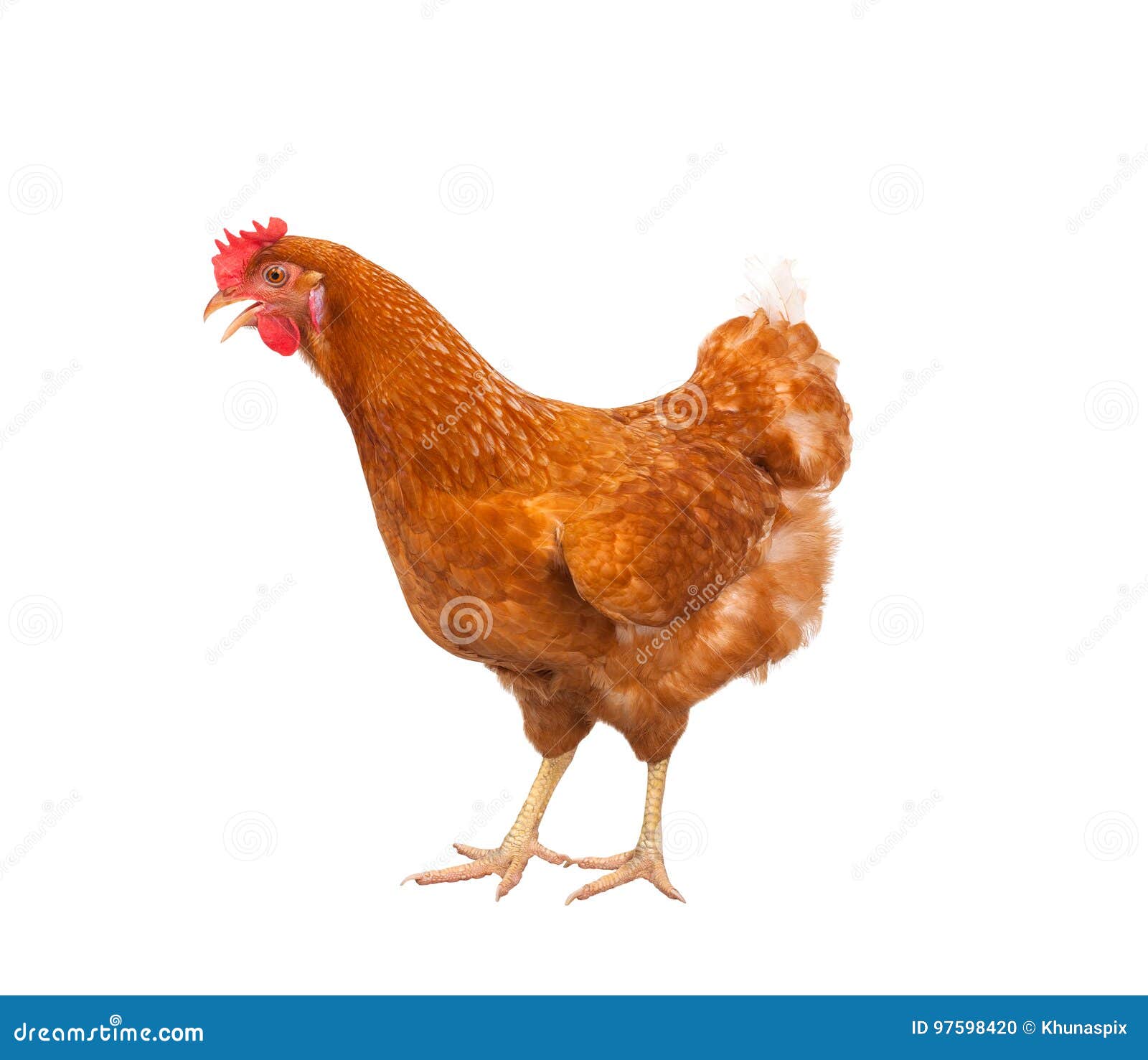 Full Body of Brown Chicken ,hen Standing Isolated White Background Use for Farm Animals and Livestock Theme Stock Photo - Image of beautiful, bird: 97598420 Full Body of Brown Chicken ,hen Standing Isolated White Background Use for Farm Animals and Livestock Theme Stock Photo - Image of beautiful, bird: 97598420