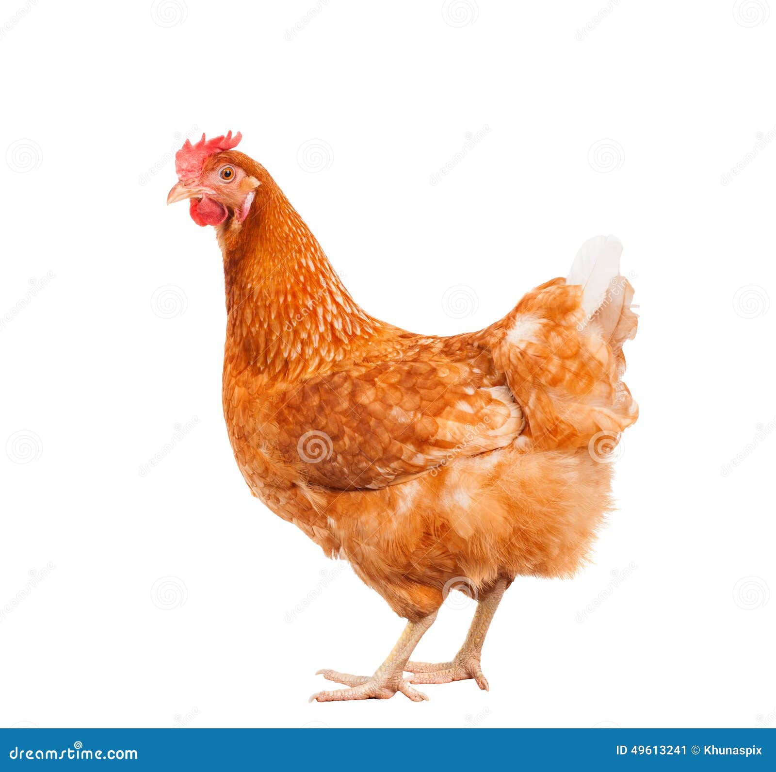 full body of brown chicken hen standing  white background use for farm animals and livestock theme