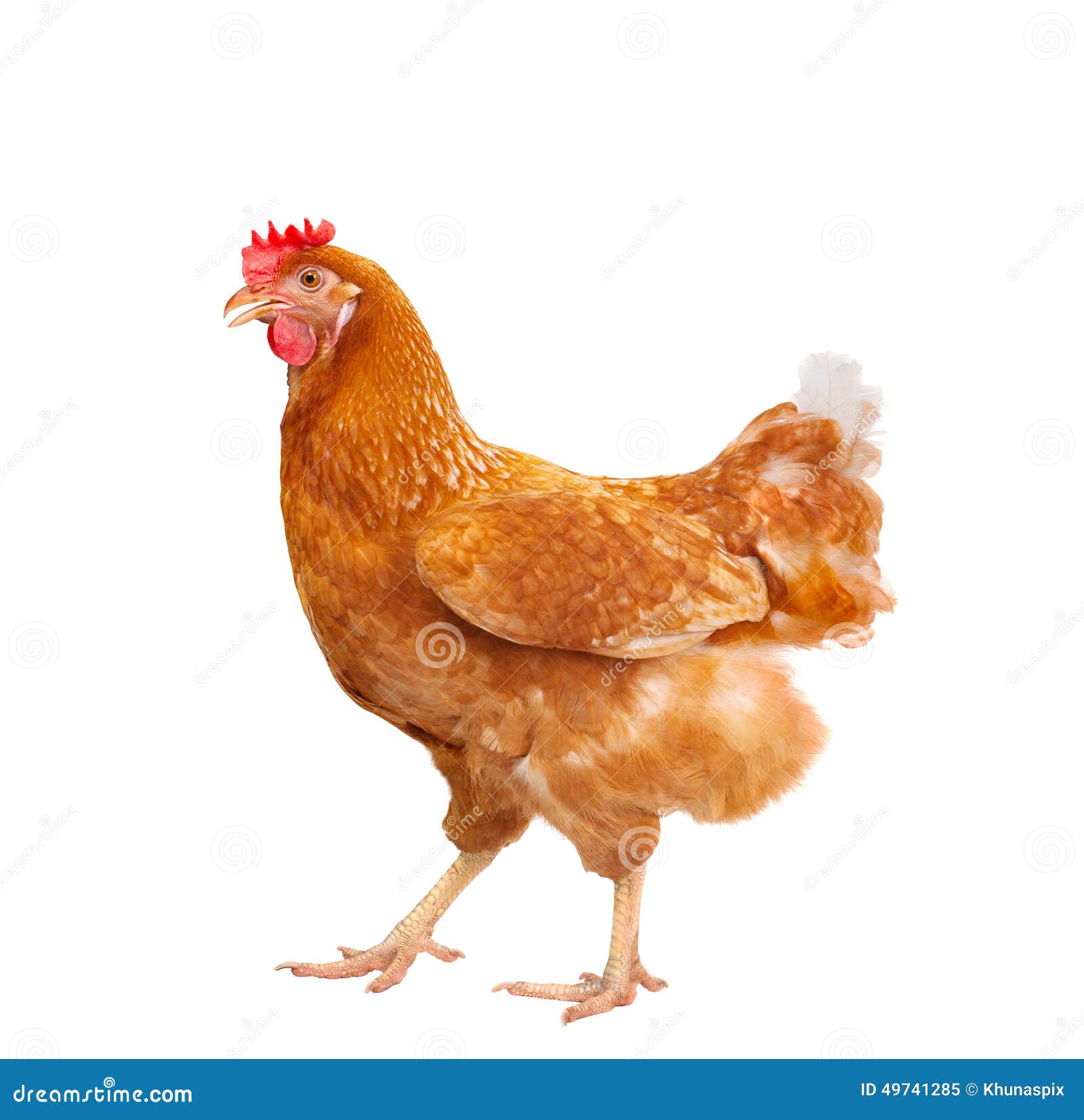full body of brown chicken hen standing  white background use for farm animals and livestock theme