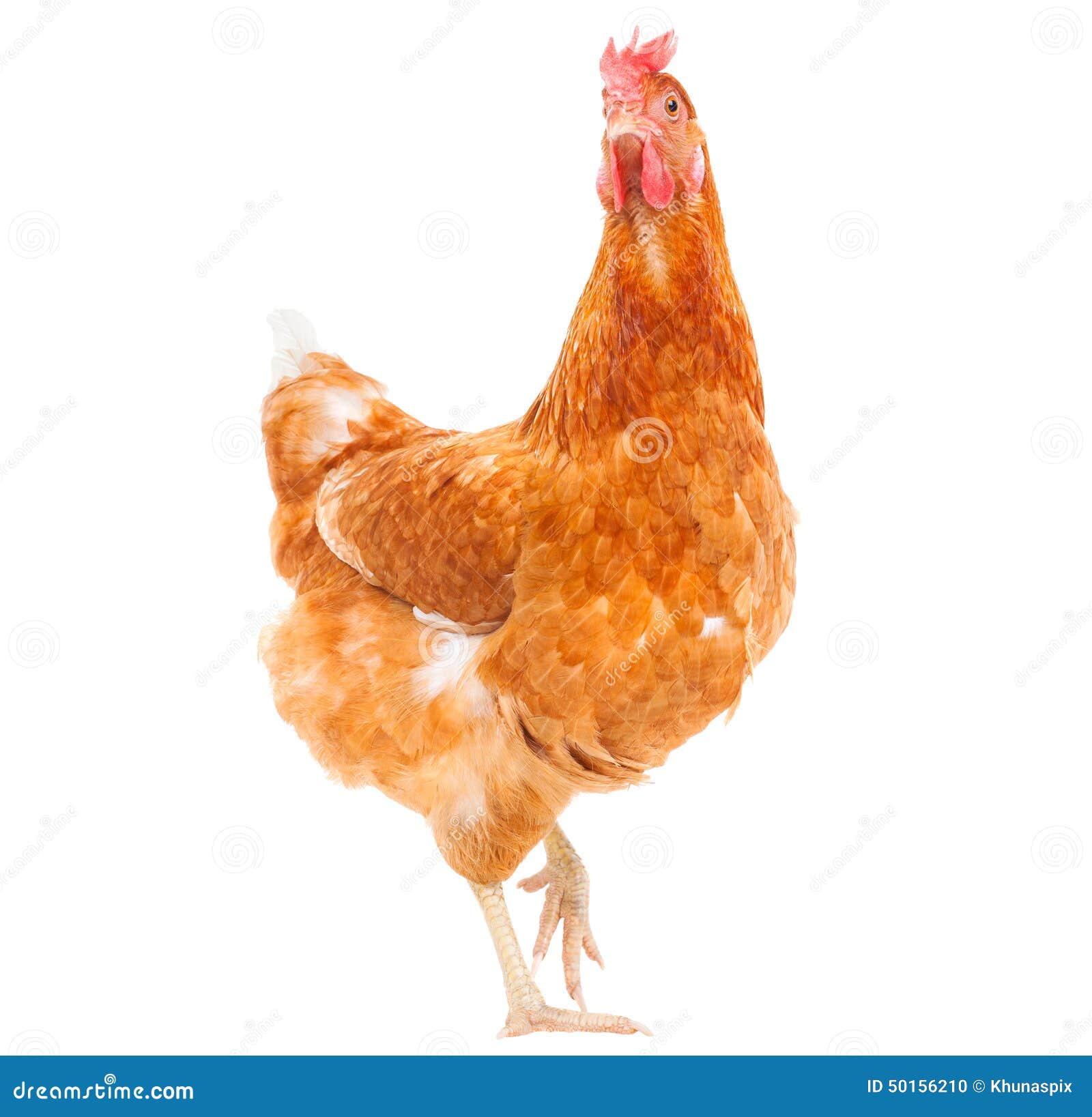 Full Body of Brown Chicken Hen Standing Isolated White Background Use for Farm Animals and Livestock Theme Stock Photo - Image of animal, nature: 50156210 Full Body of Brown Chicken Hen Standing Isolated White Background Use for Farm Animals and Livestock Theme Stock Photo - Image of animal, nature: 50156210