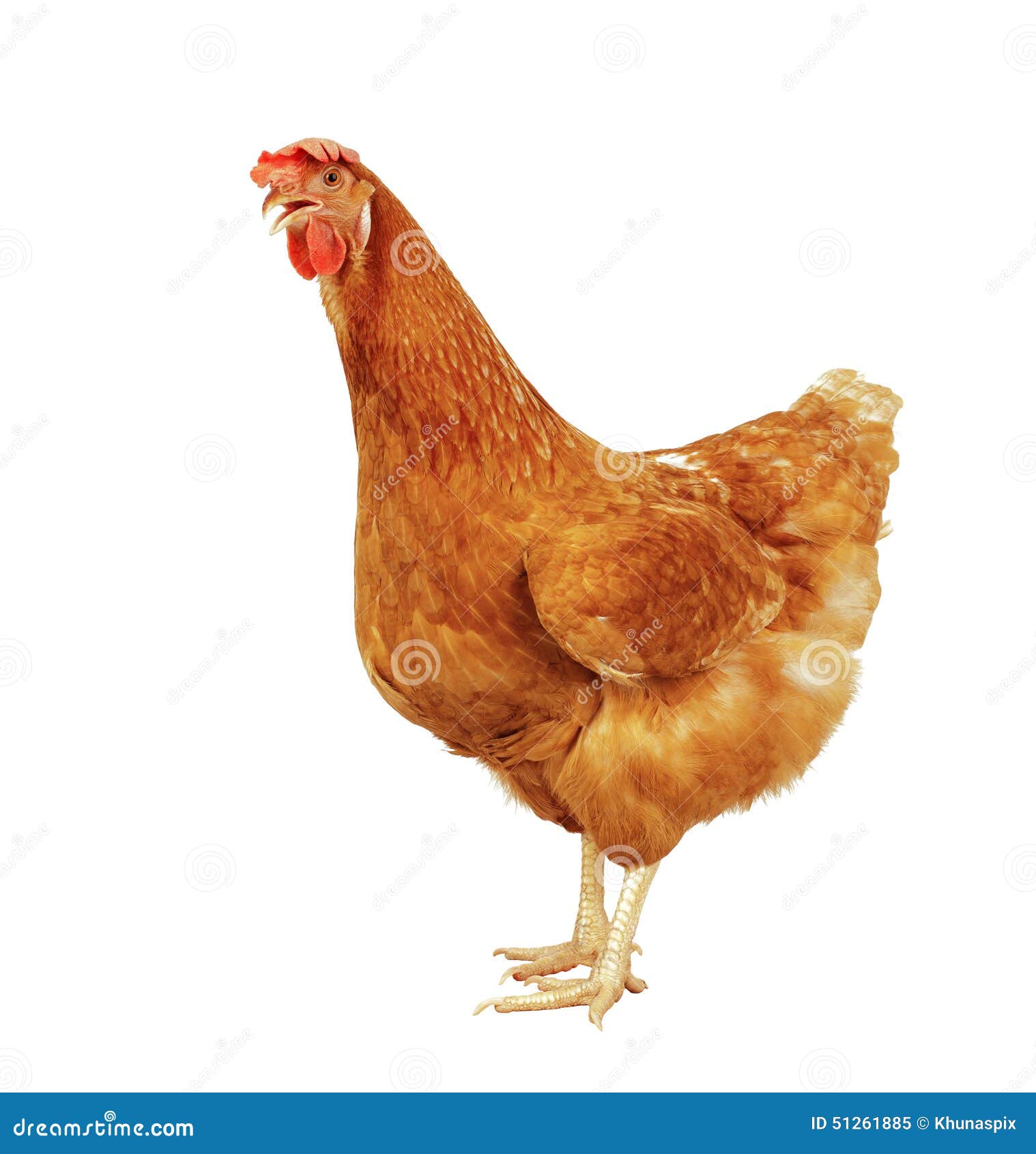 Full Body of Brown Chicken Hen Standing Isolated White Background Use for  Farm Animals and Livestock Theme Stock Image - Image of isolation, fowl:  51261885