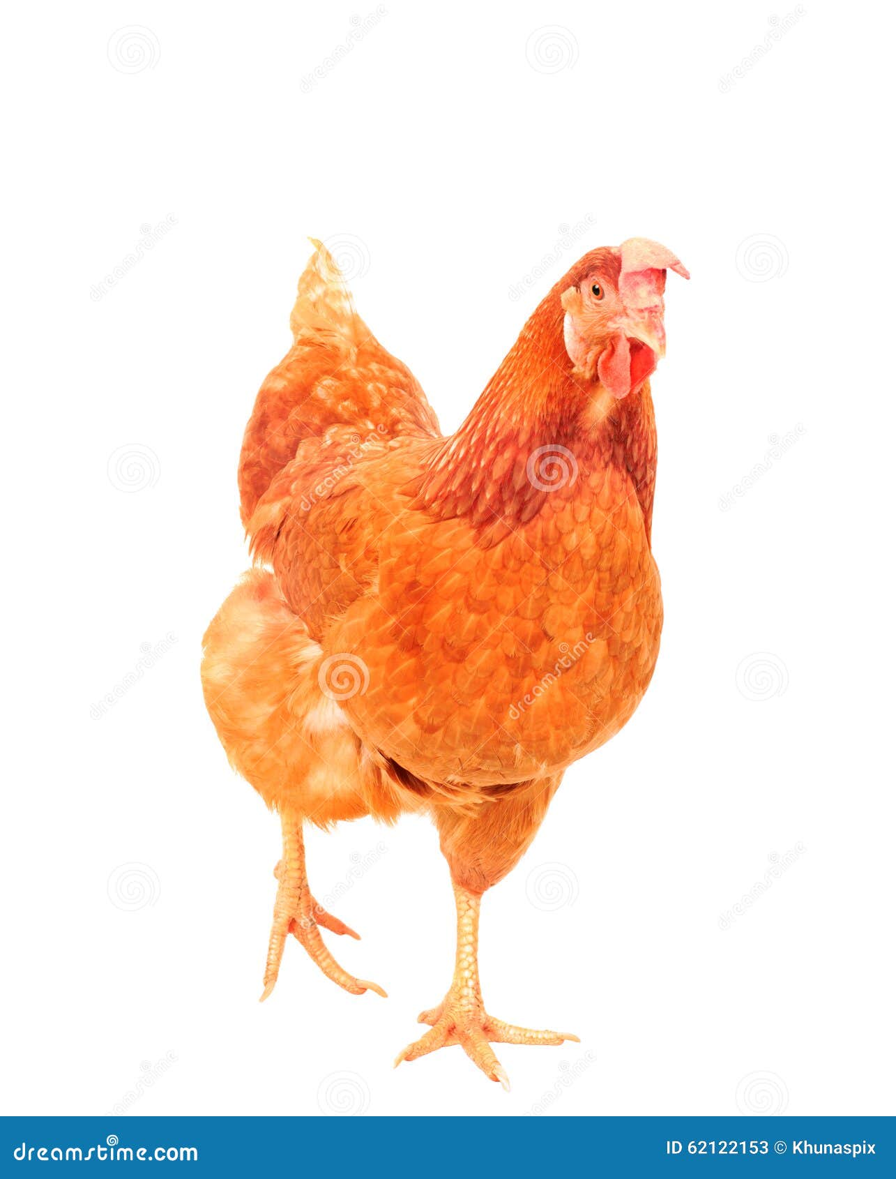 Full Body of Brown Chicken Hen Standing Isolated White Background Use for Farm Animals and Livestock Theme Stock Image - Image of chick, close: 62122153 Full Body of Brown Chicken Hen Standing Isolated White Background Use for Farm Animals and Livestock Theme Stock Image - Image of chick, close: 62122153