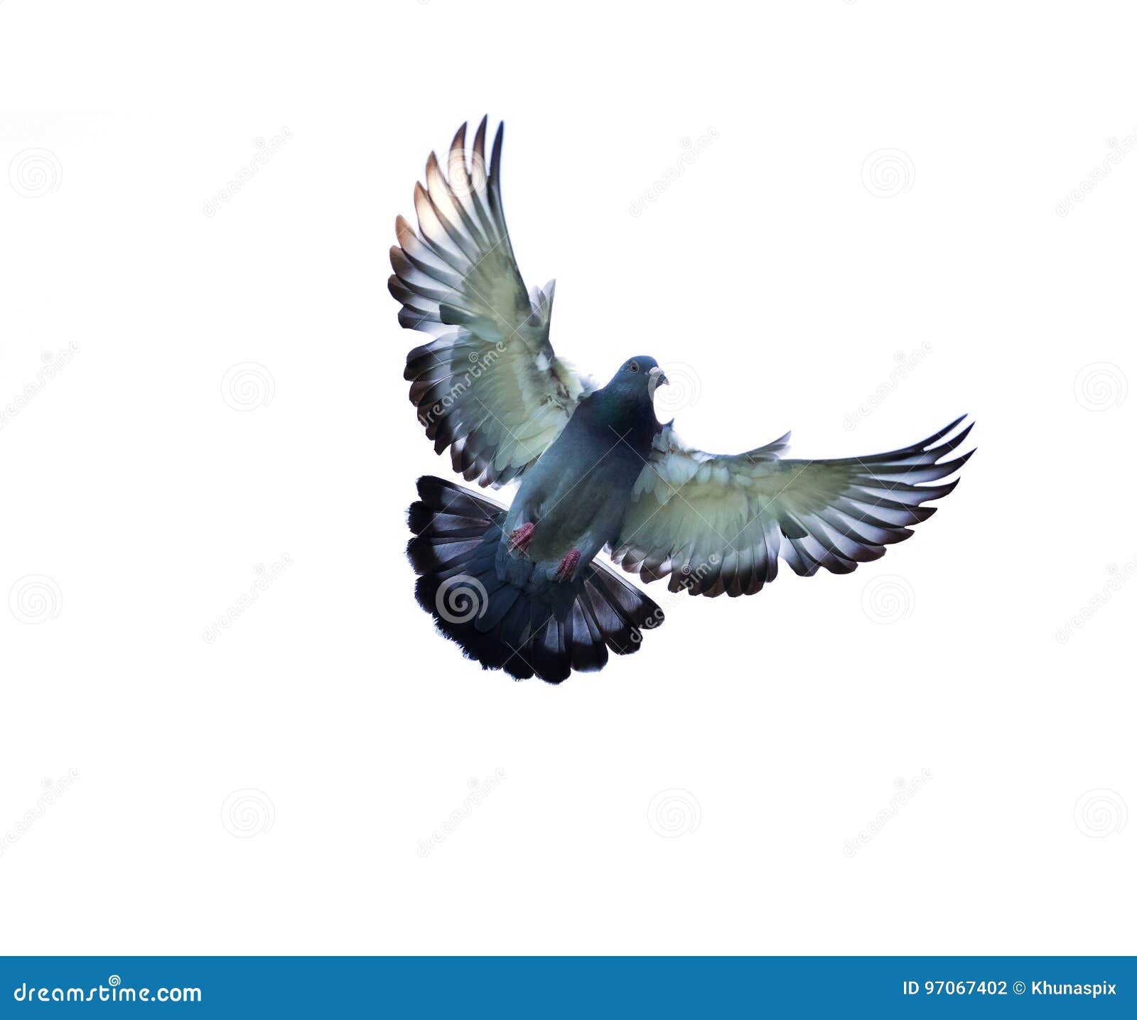 full body of homing pigeon bird hovering  white background