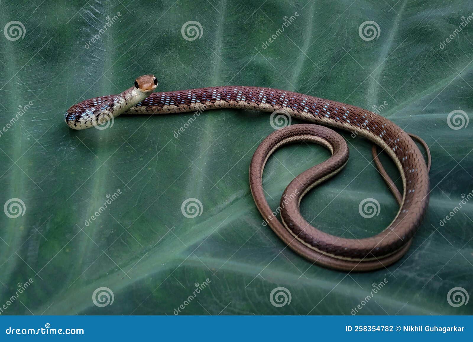 full body image of bronzeback tree snake