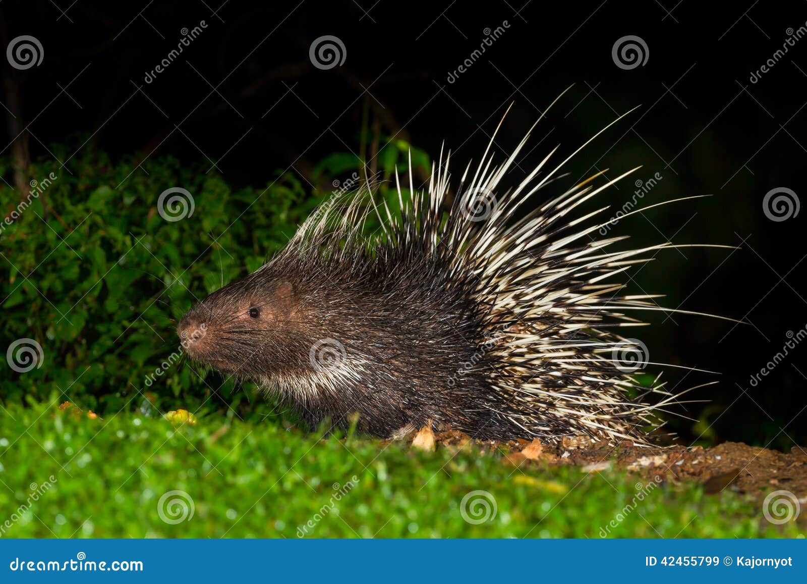 full body side view of nocturnal animals