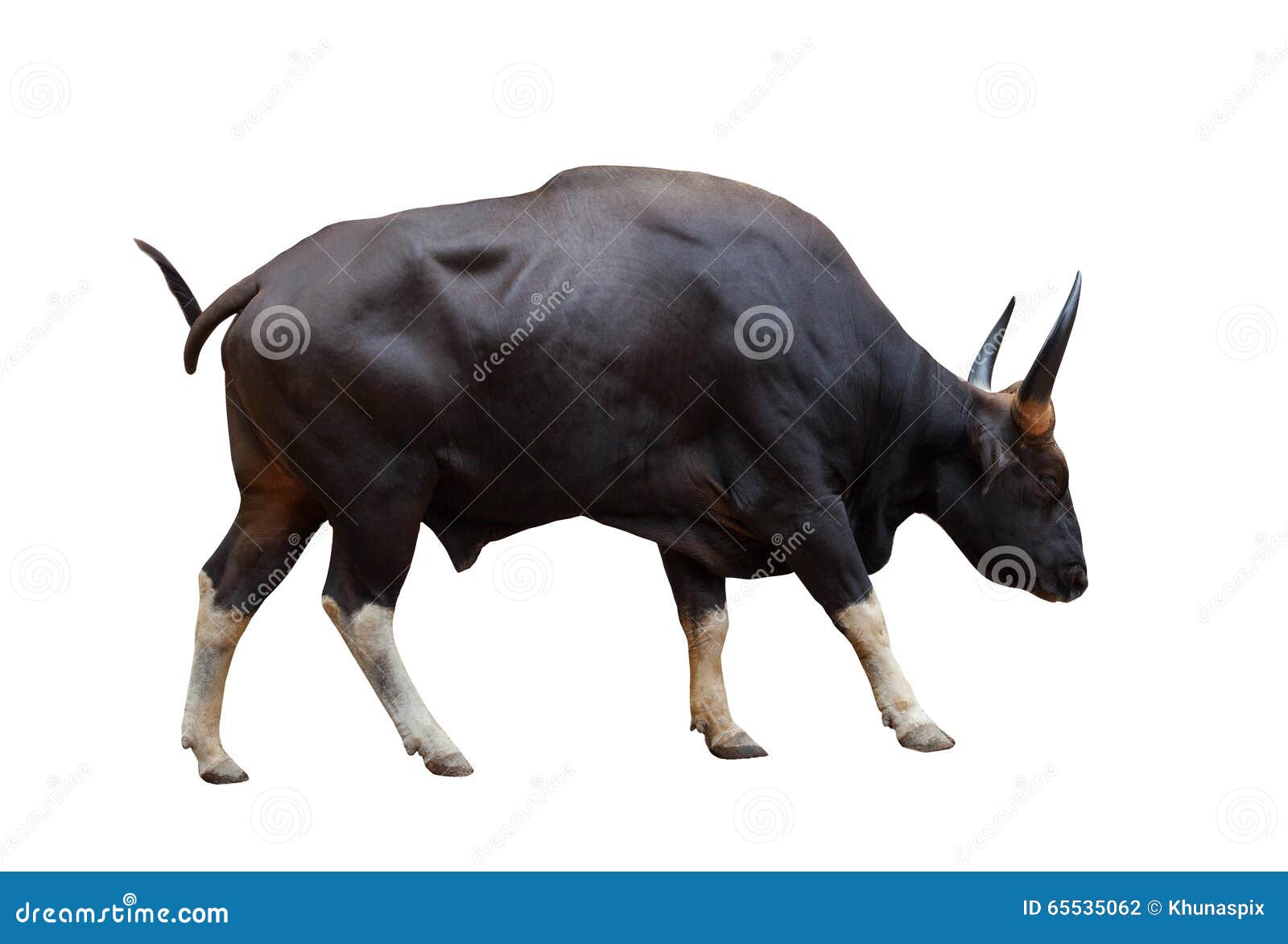 full body side view of wild male gaur with sharpen horn 