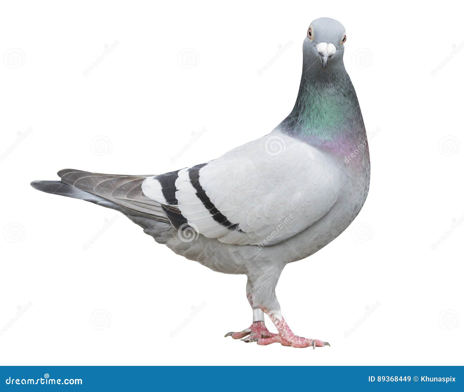 Full Body of Speed Racing Pigeon Bird Isolate White Background Stock