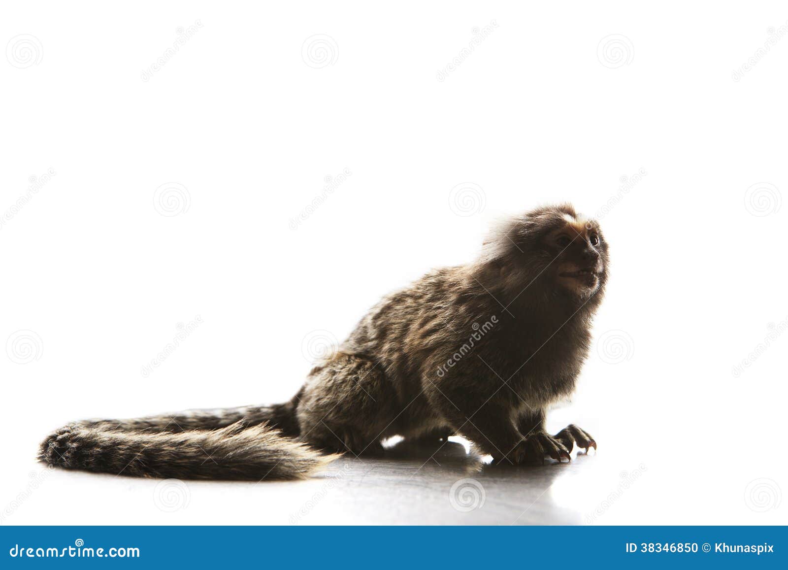 full body and tail of marmoset callithricidae smallest monkey w
