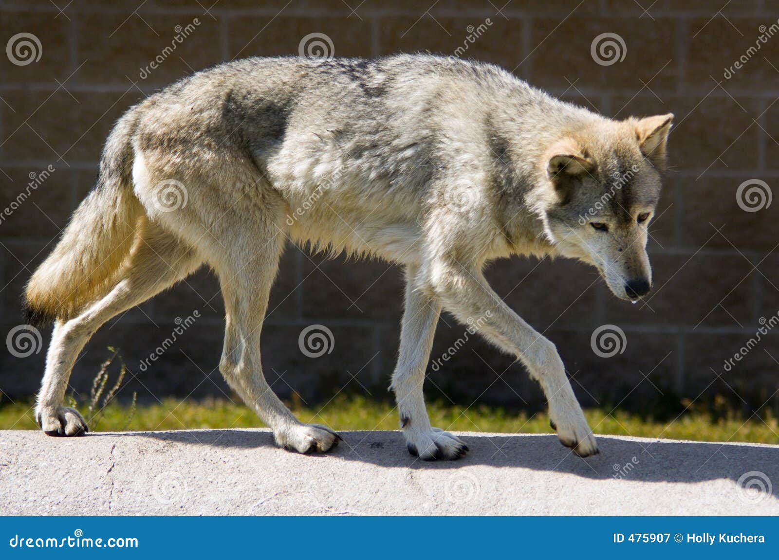 Full Body Timber Wolf Royalty Free Stock Photography - Image: 475907