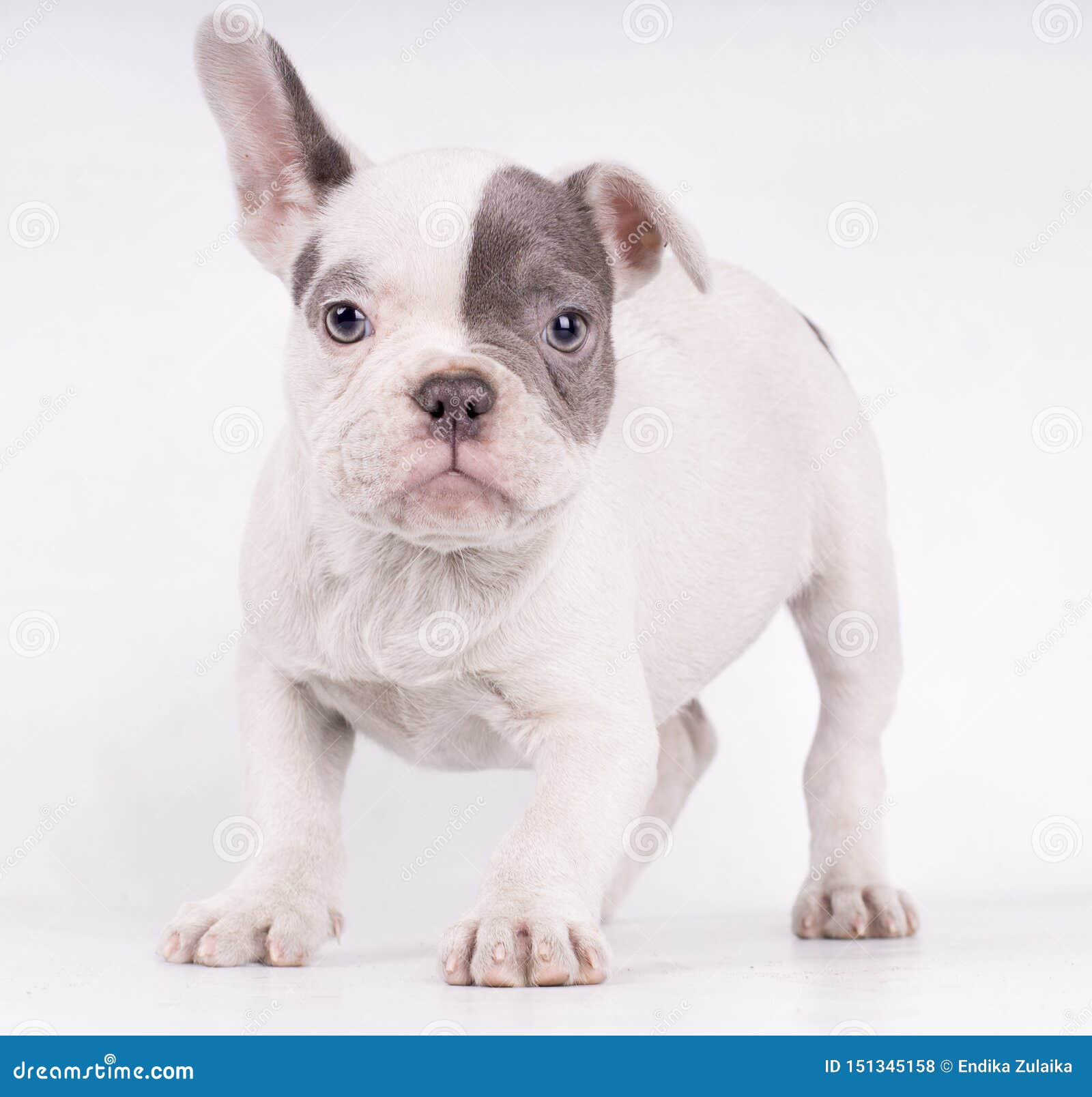 french bulldog white with blue eyes
