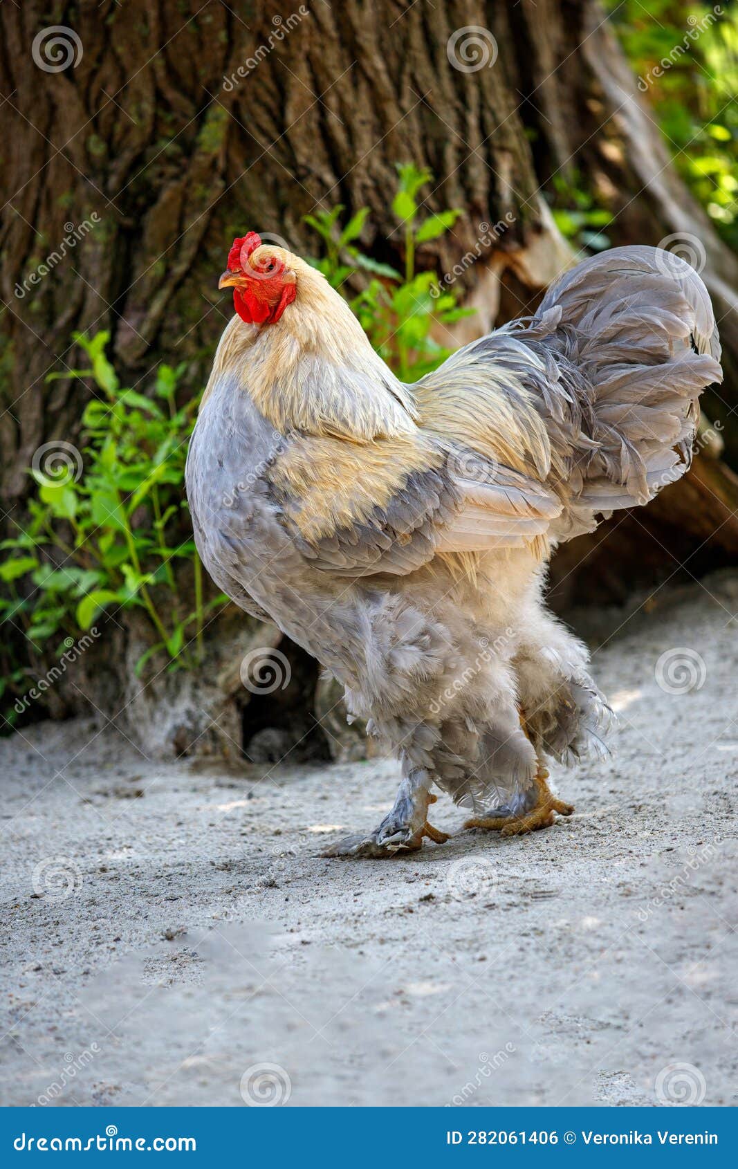 Full Body of Yellow-grey Rooster Brahma Chicken on the Farm Stock Photo -  Image of rooster, farming: 282061406