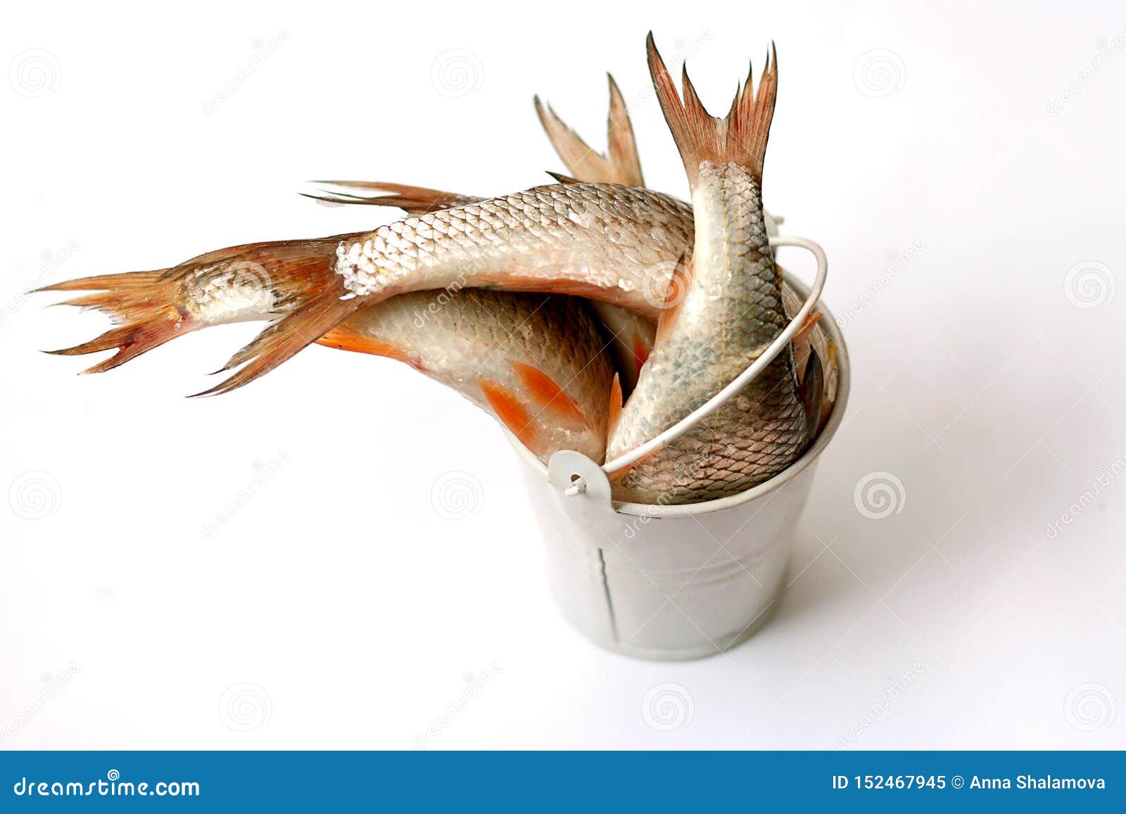 A Full Bucket of Freshly Caught Perch. Top View Stock Image - Image of  container, saltwater: 152467945