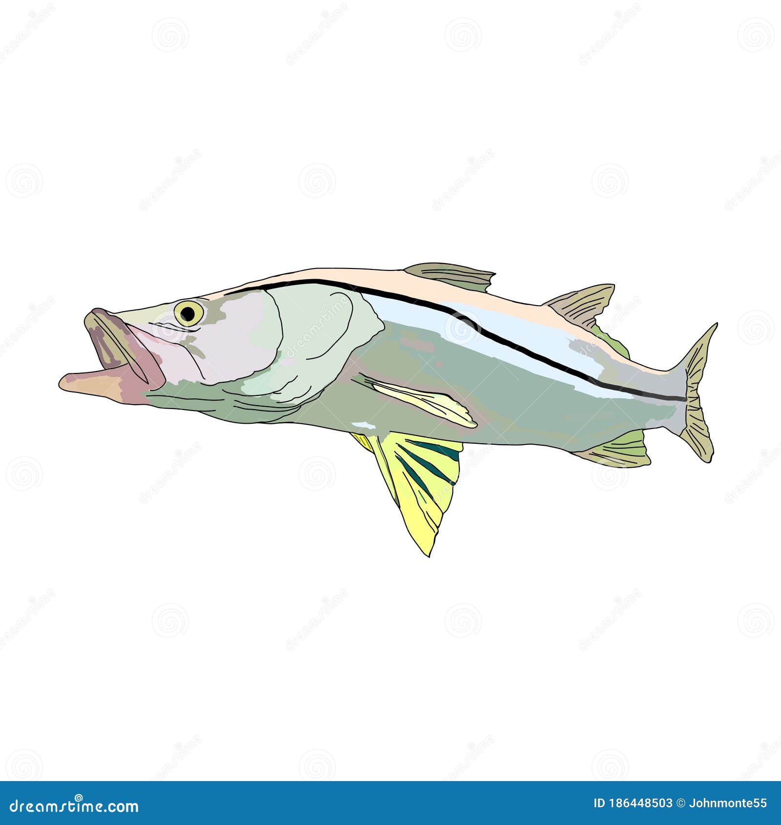 Snook Fish Stock Illustrations – 84 Snook Fish Stock Illustrations