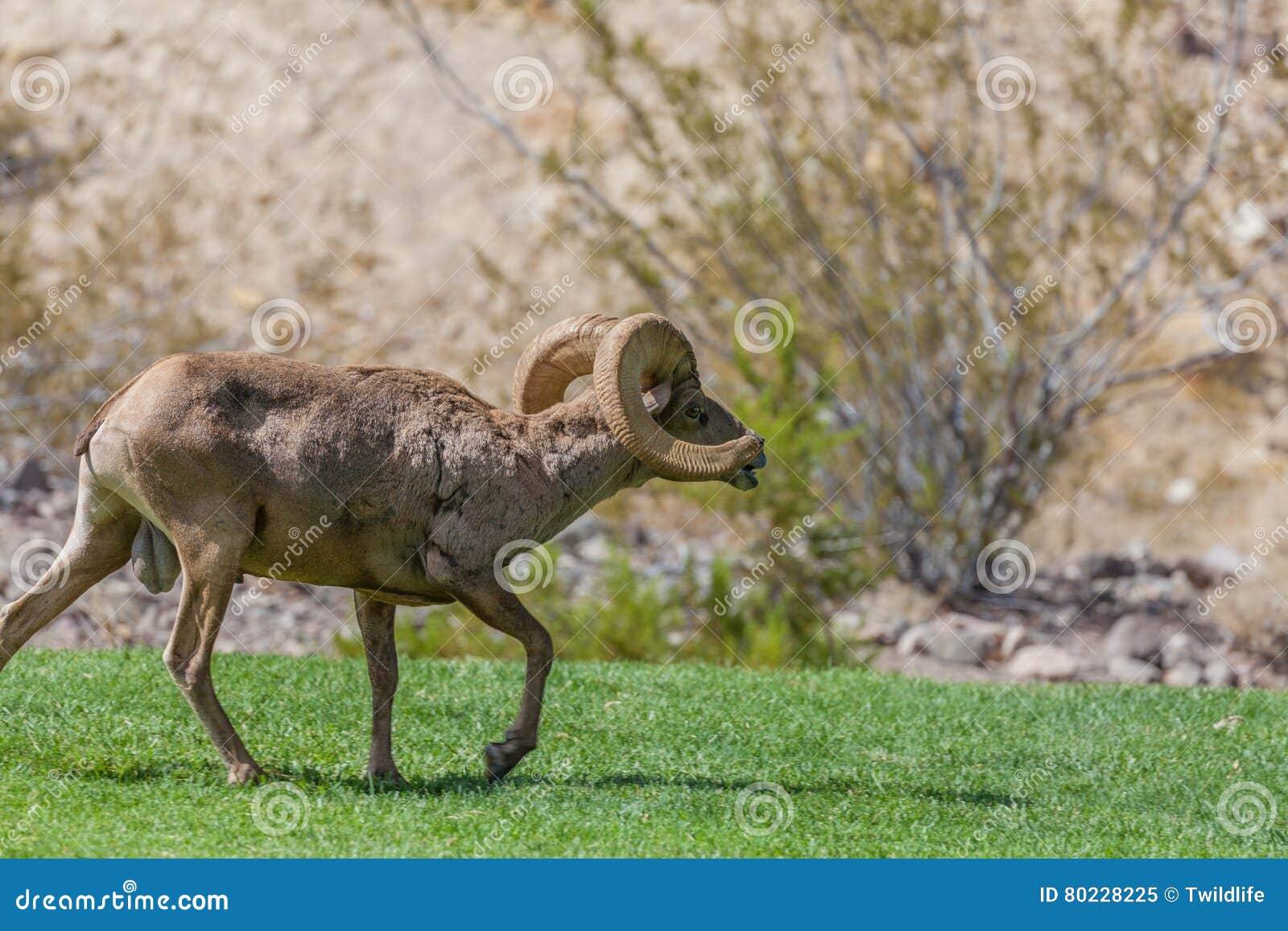 Full Curl Desert Bighorn Ram Stock Image Image of nevada, animal