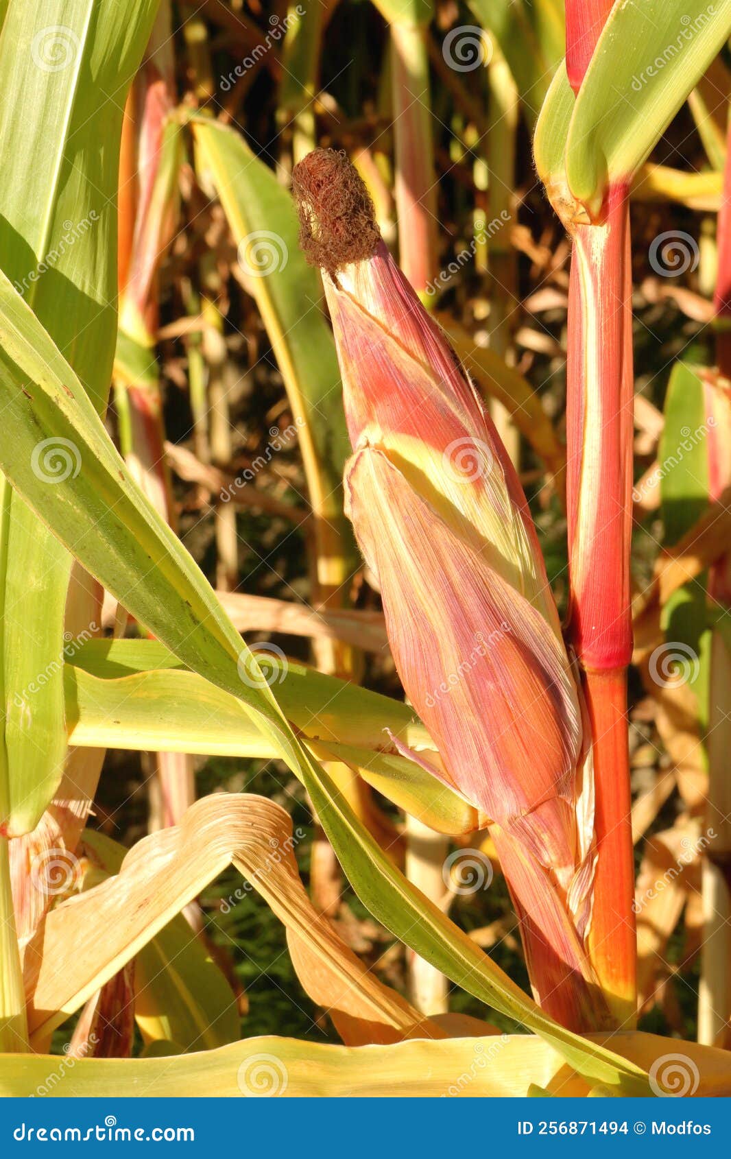 Corn Cob Damage from Heat and Drought Stock Photo Image of color