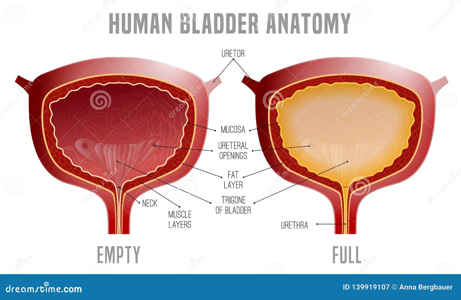 bladder anatomy scheme