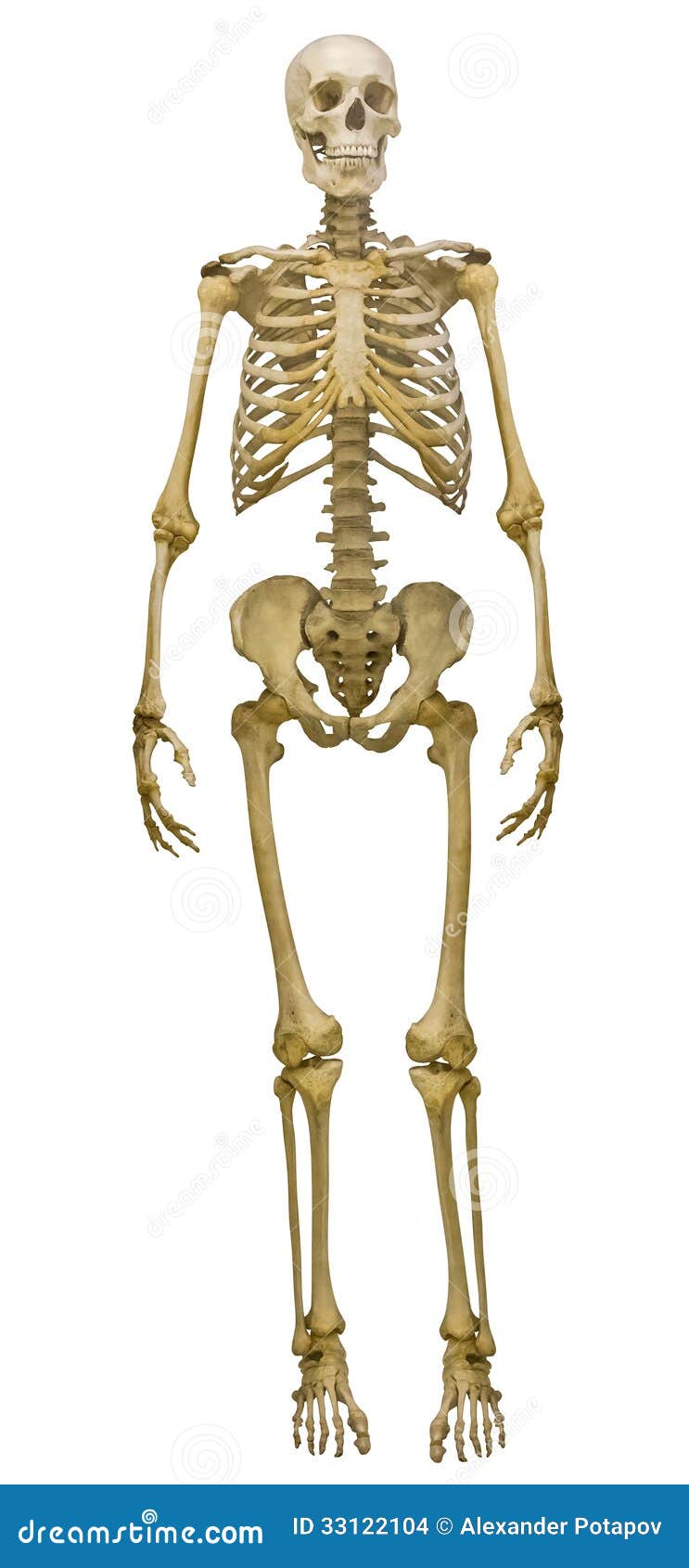 Full-face Human Skeleton On White Stock Photo - Image of body, medical
