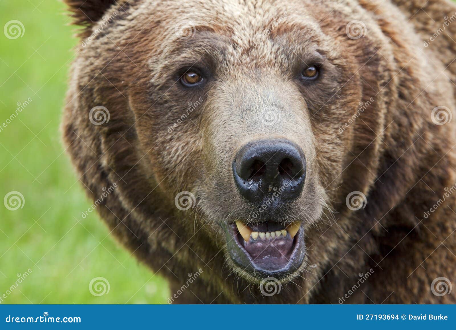 brown bear teeth