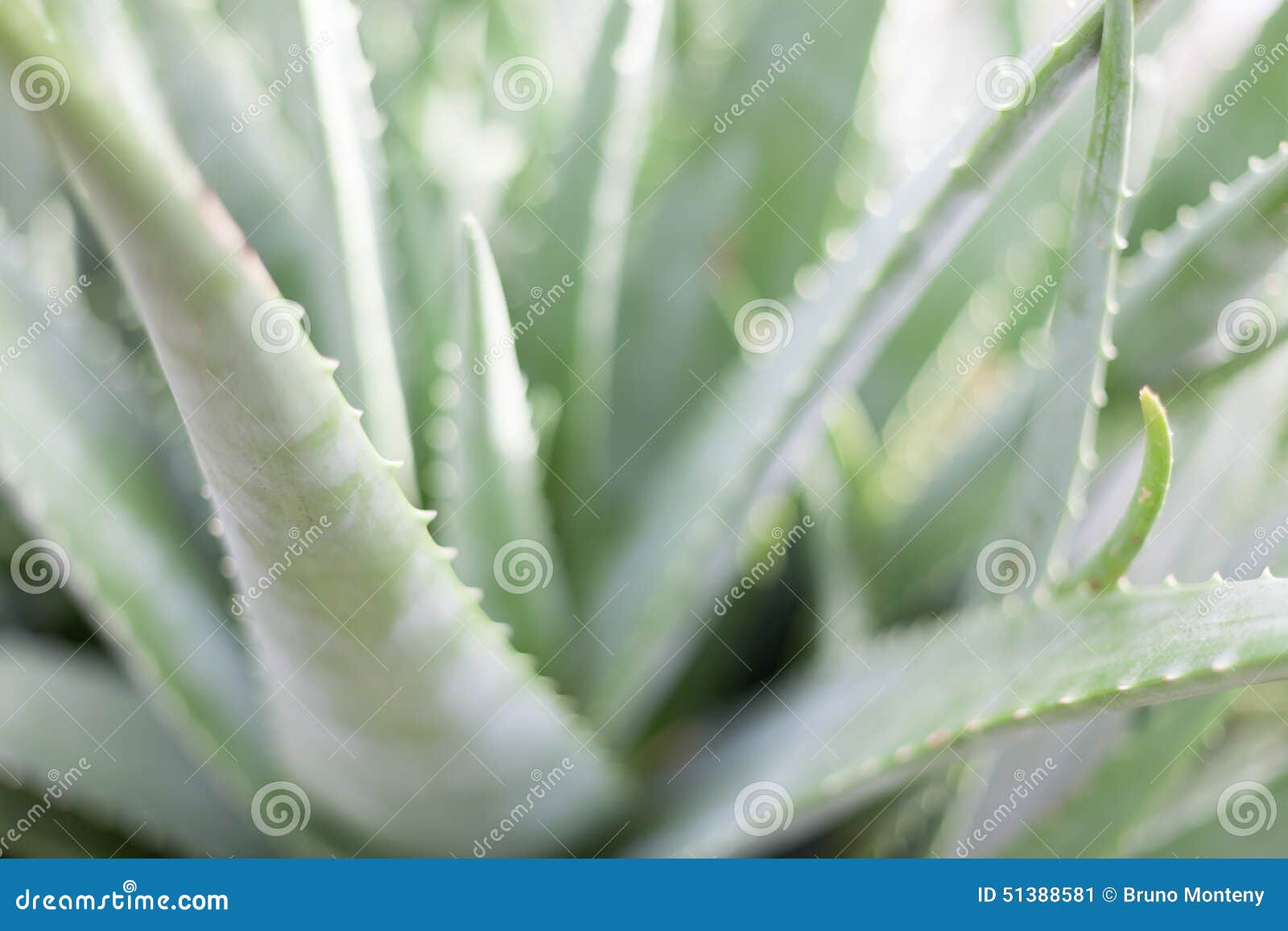 Full Frame Of Aloe Vera Plant In Conservatory Stock Image Image