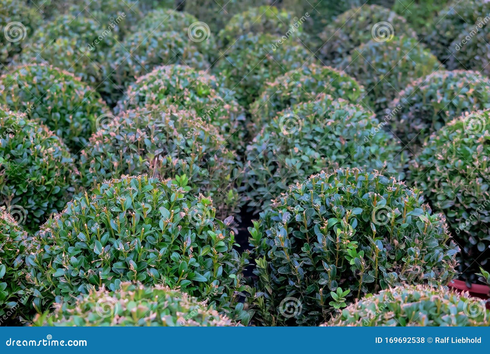 Full Frame Close Up Of Group Green Buxus Globs In Flower Pots In