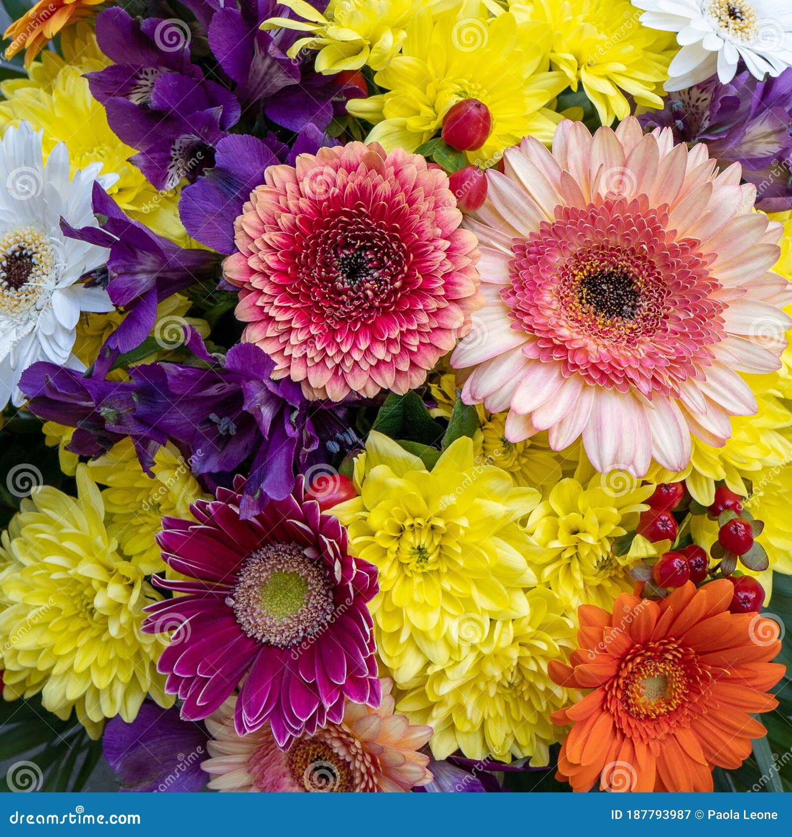 Full Frame Gerbera and Dahlias Bouquet, Floral Pattern Background Stock ...