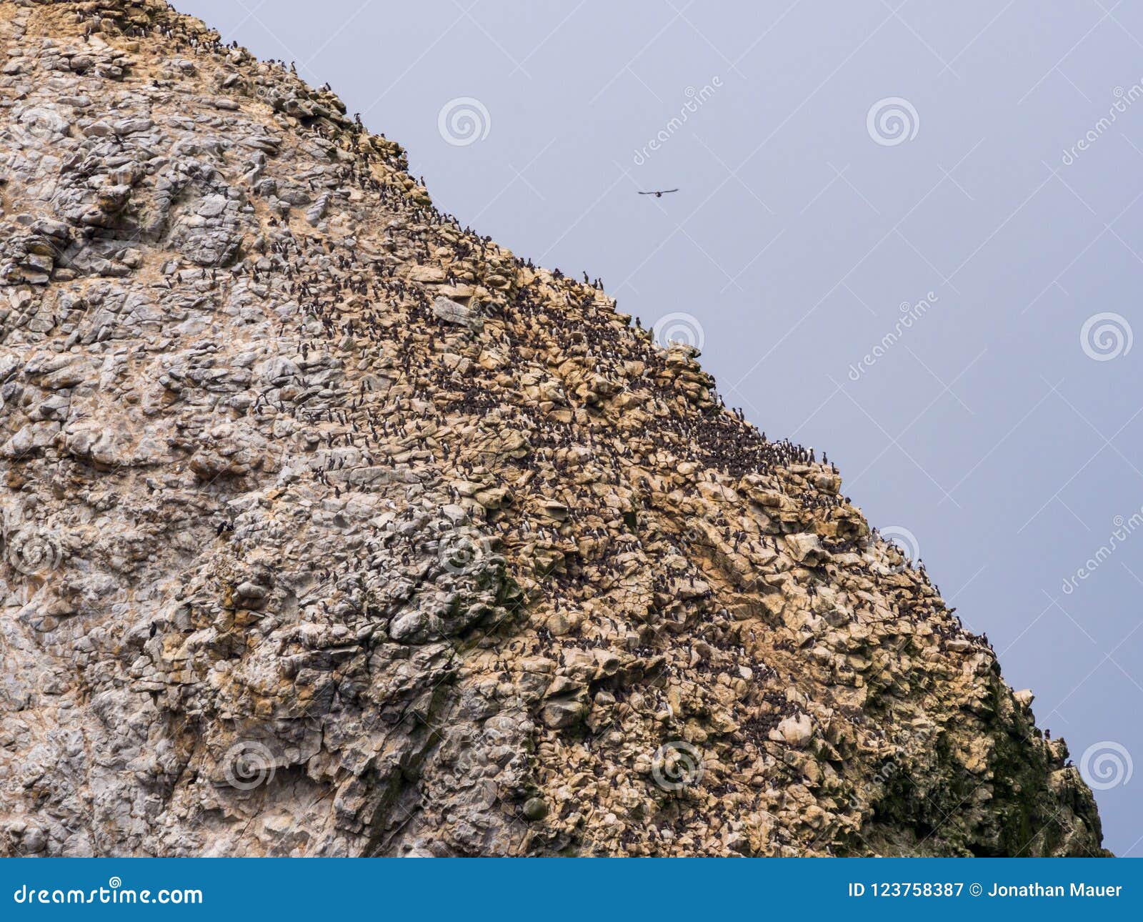 close up farallon island cliff covered with birds