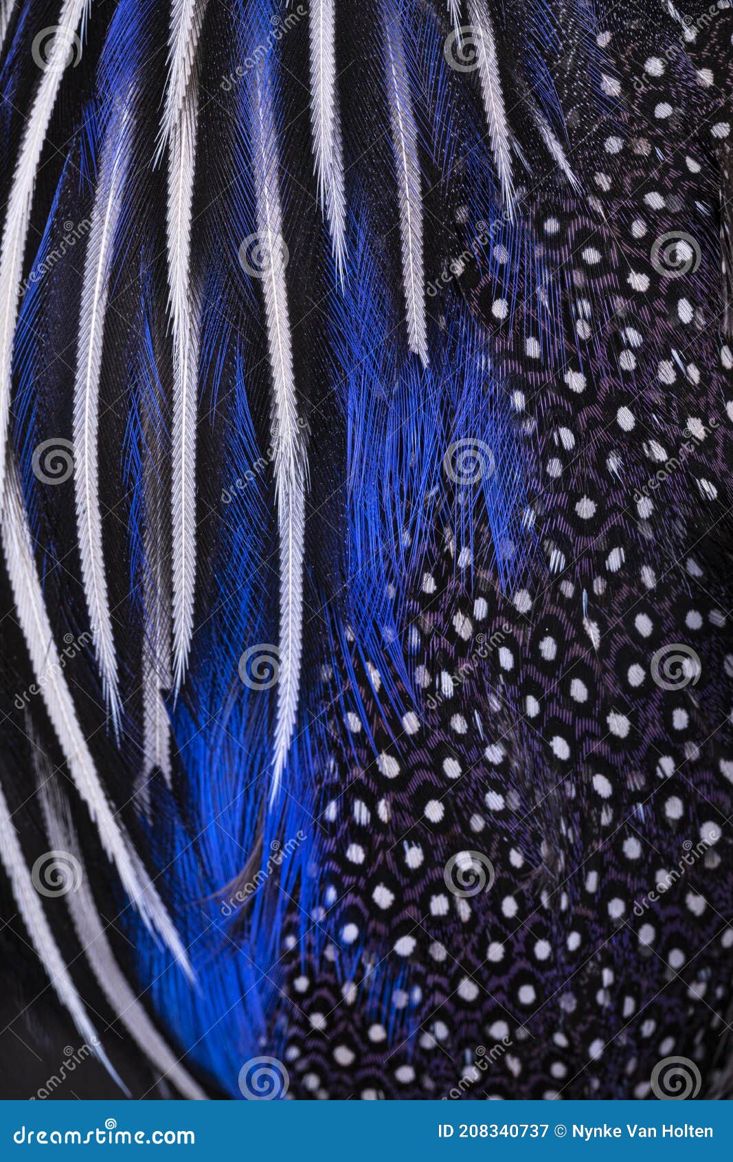 full frame macro feathers