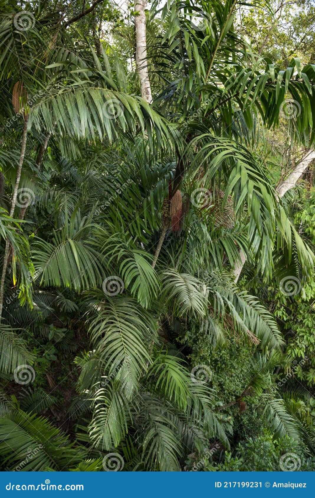 full frame shot of palm tree leaves