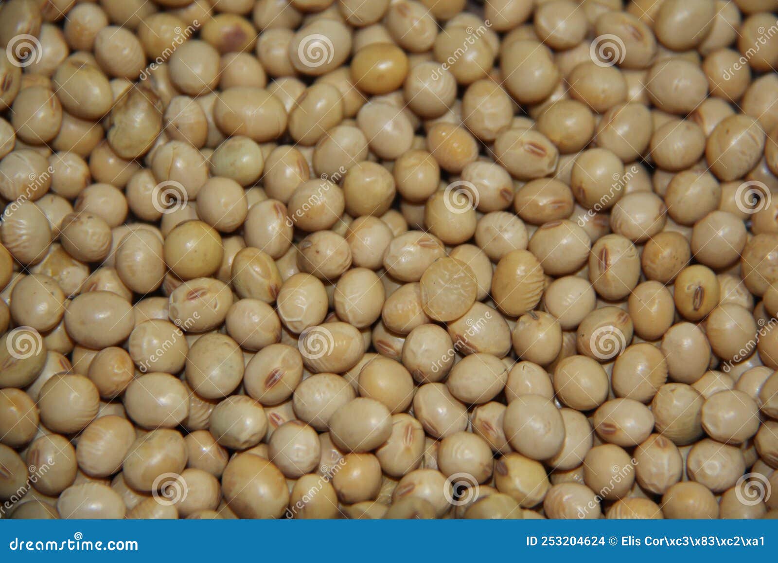 full frame of soy beans (glycine max). organic and fresh