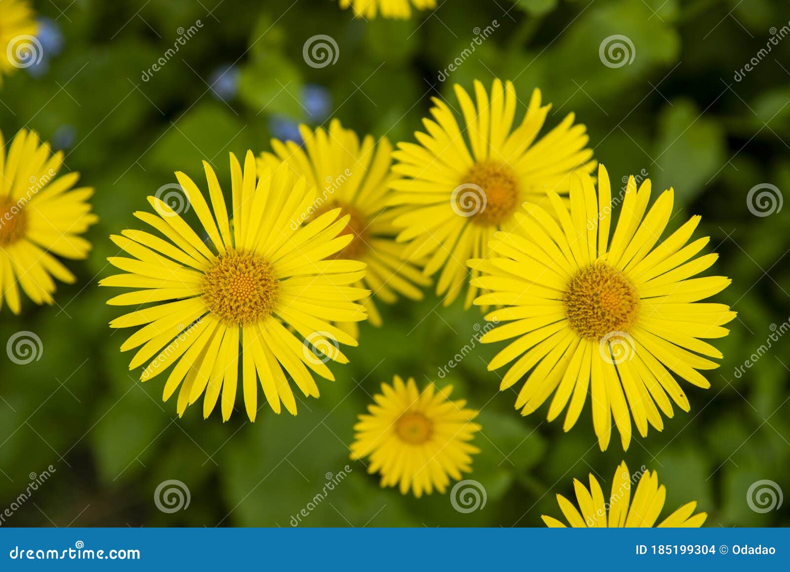 Full Frame of Yellow Daisies on a Background of Green Foliage Stock