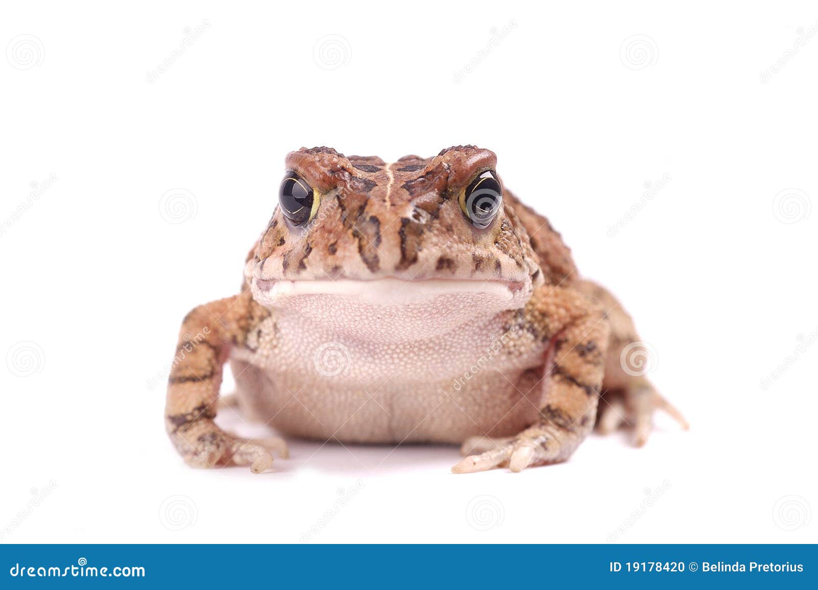 27 680 Toad Photos Free Royalty Free Stock Photos From Dreamstime 27 680 Toad Photos Free Royalty Free Stock Photos From Dreamstime