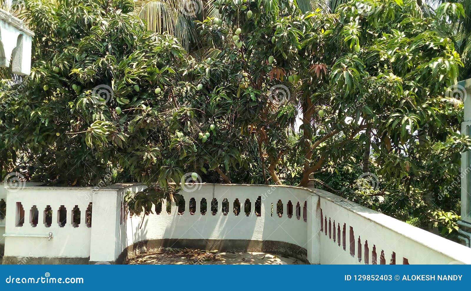 Mango Tree stock image. Image of mango, bengal, full 129852403