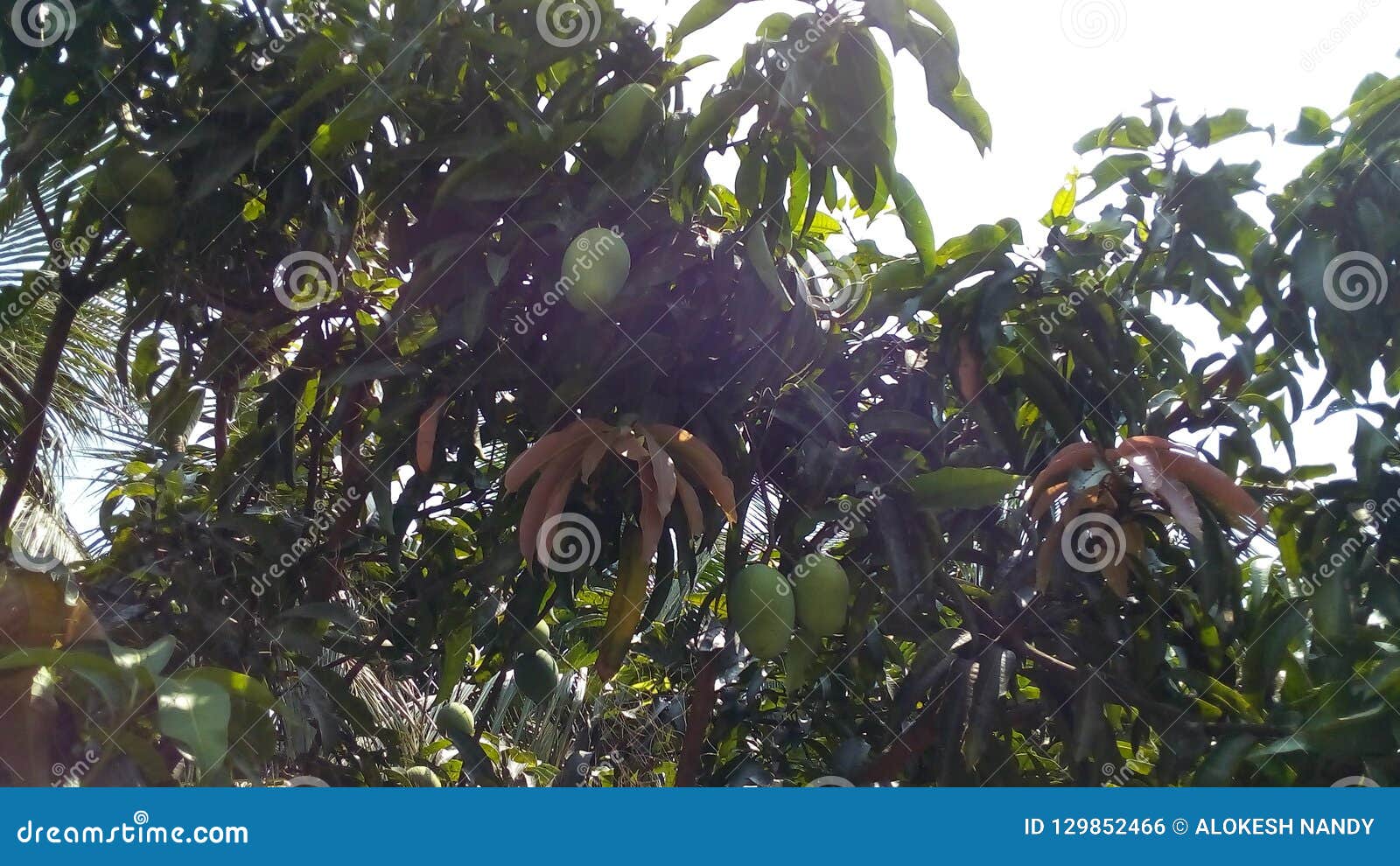 Mango Tree stock photo. Image of bengal, tree, mango 129852466