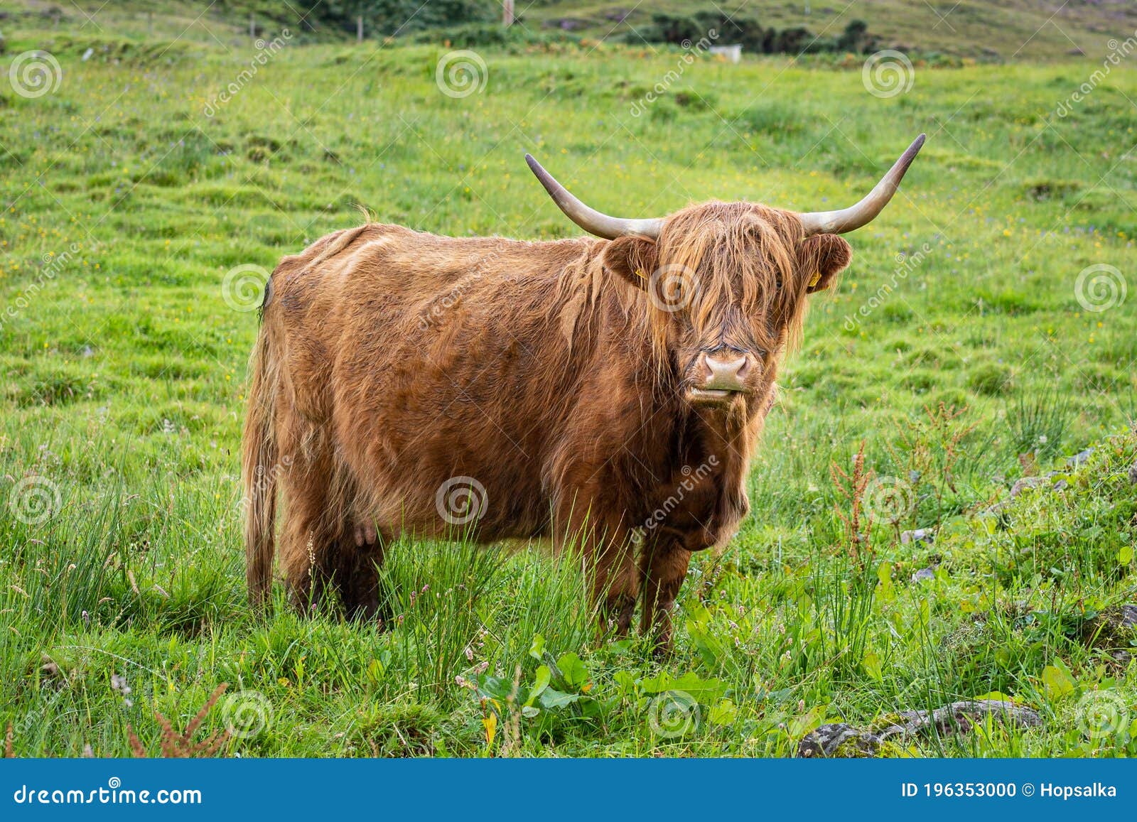 Full Lenght Portrait Of Hairy Highland Cow Grazing On Pasture In 