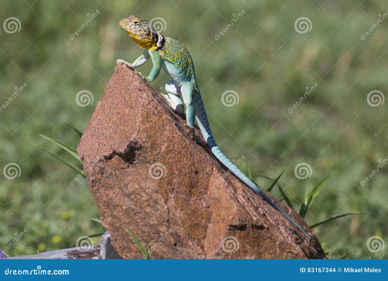 full length eastern collared lizard